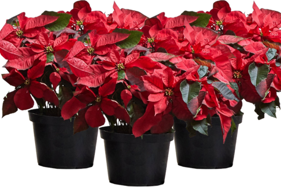 10 Poinsettia Bundle web graphic.png