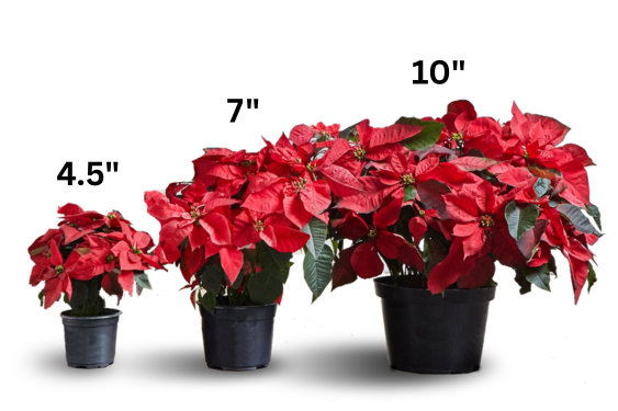 Poinsettia sizes web graphic.png