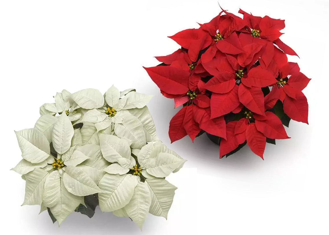 Poinsettia_2_colors.png