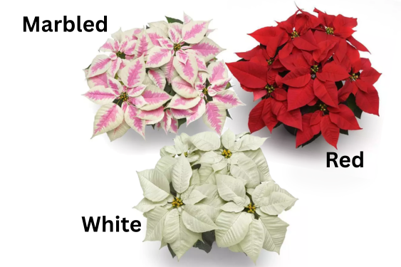 Poinsettia colors web graphic.png