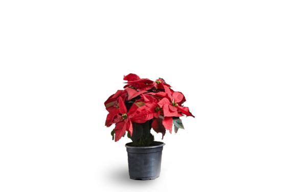 4 Poinsettia web graphic.png