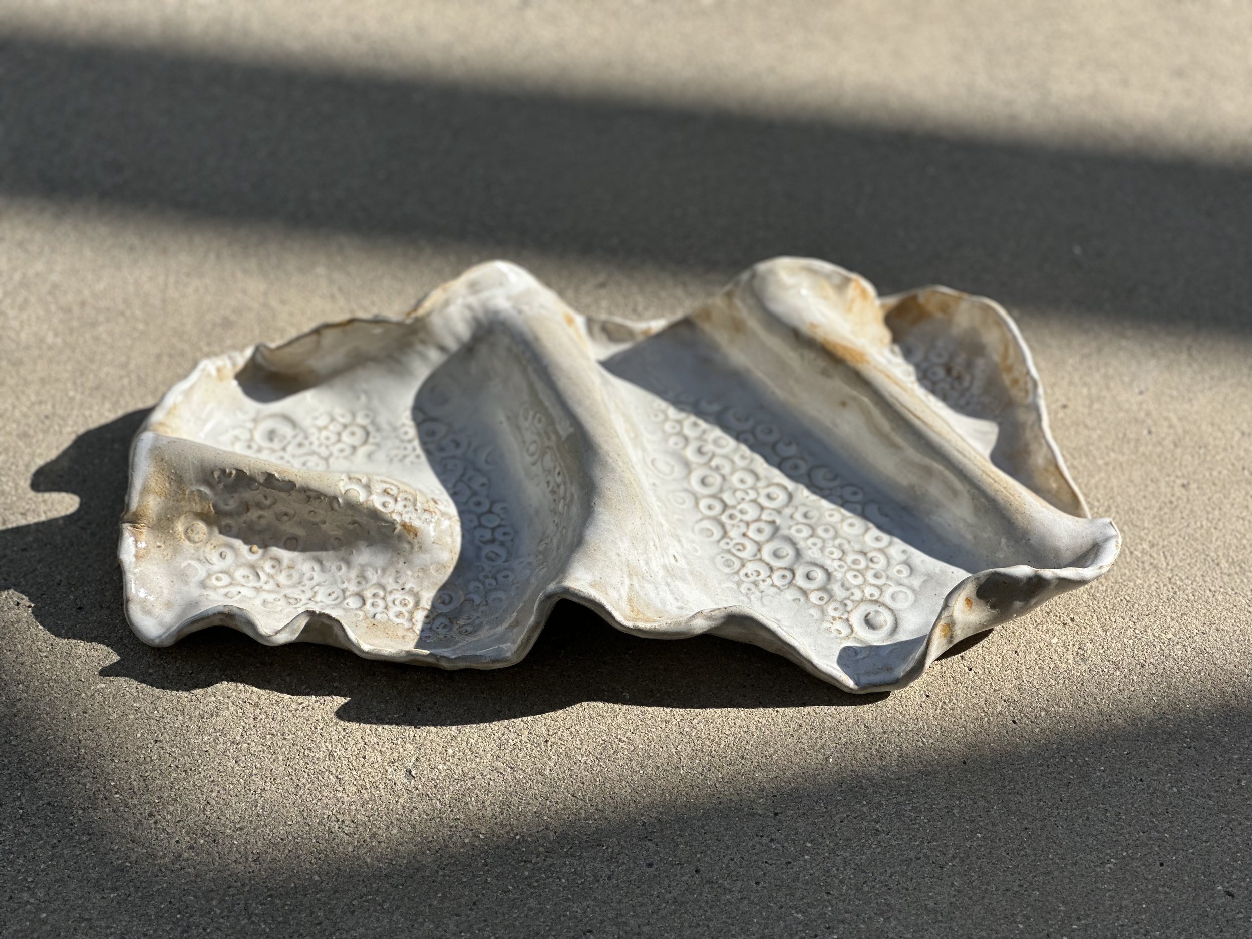 Close-up of a large seashell with intricate patterns on a sandy surface, casting a shadow.