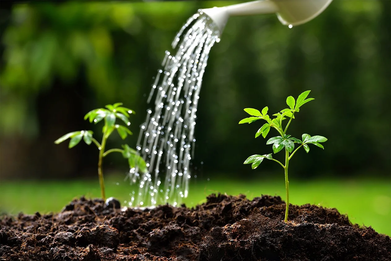 A young green plant being gently watered from a watering can in soft sunlight — nurturing growth without forcing it