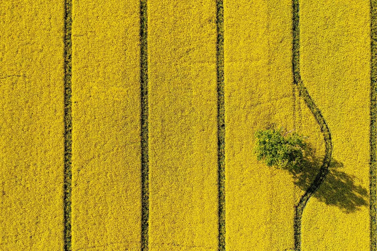 Aerial view of a yellow rapeseed field divided into straight parcels, with one green tree growing where the rows curve to accommodate it, as a metaphor for setting boundaries while staying rooted