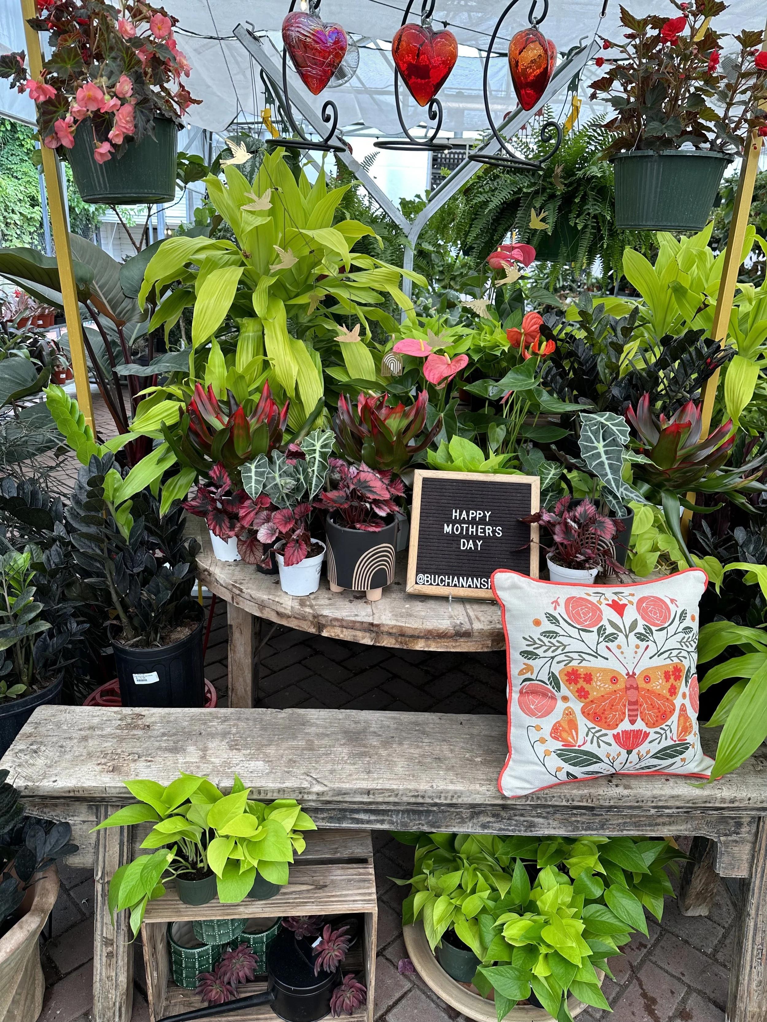 Mother’s Day plant display, designed by visual merchandiser Rachel Reynolds using themed containers and vibrant greenery.