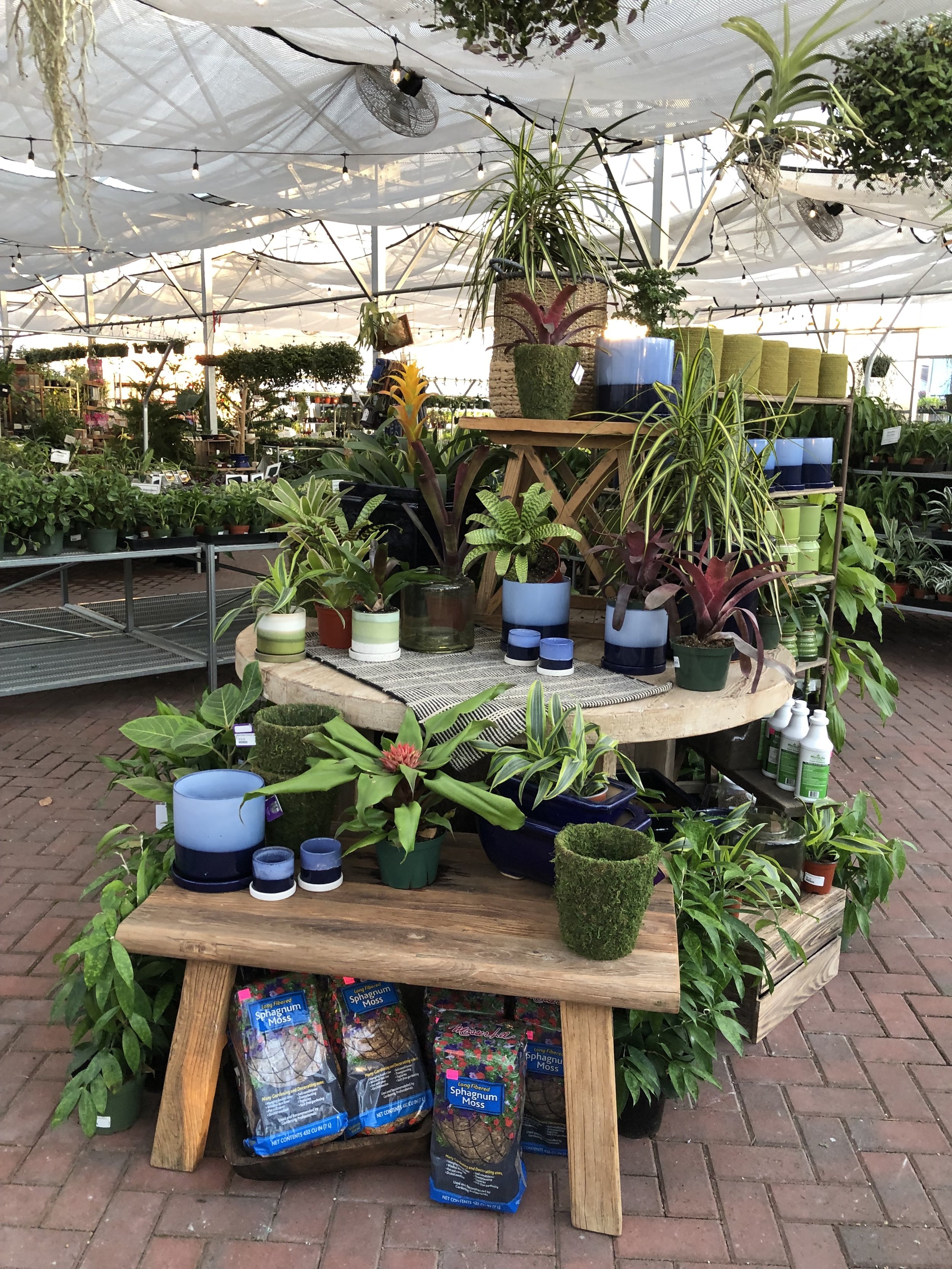 Tiered display of potted native plants in a garden center, showcasing strategic visual merchandising with layered benches and tables.