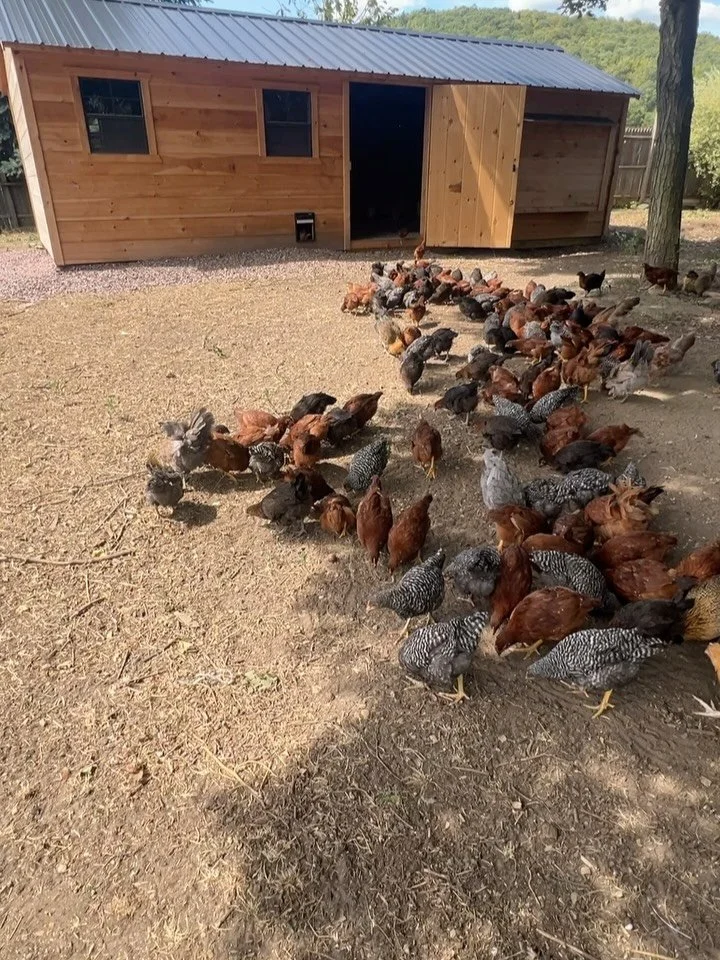 Our beautiful chickens roam free, eat grass, season peaches, pears and apples from our fruit trees.  All of our fruits and veggies in our garden are 100% pesticide free. 
Pre-order your natural, organic Vermont eggs via the link in our bio.
Deliverie