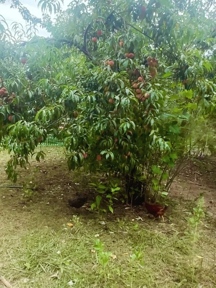 Peach trees, pear trees, apple trees&hellip; asparagus, kale extra happy chickens eating fruit and vegetables 100% pesticide free