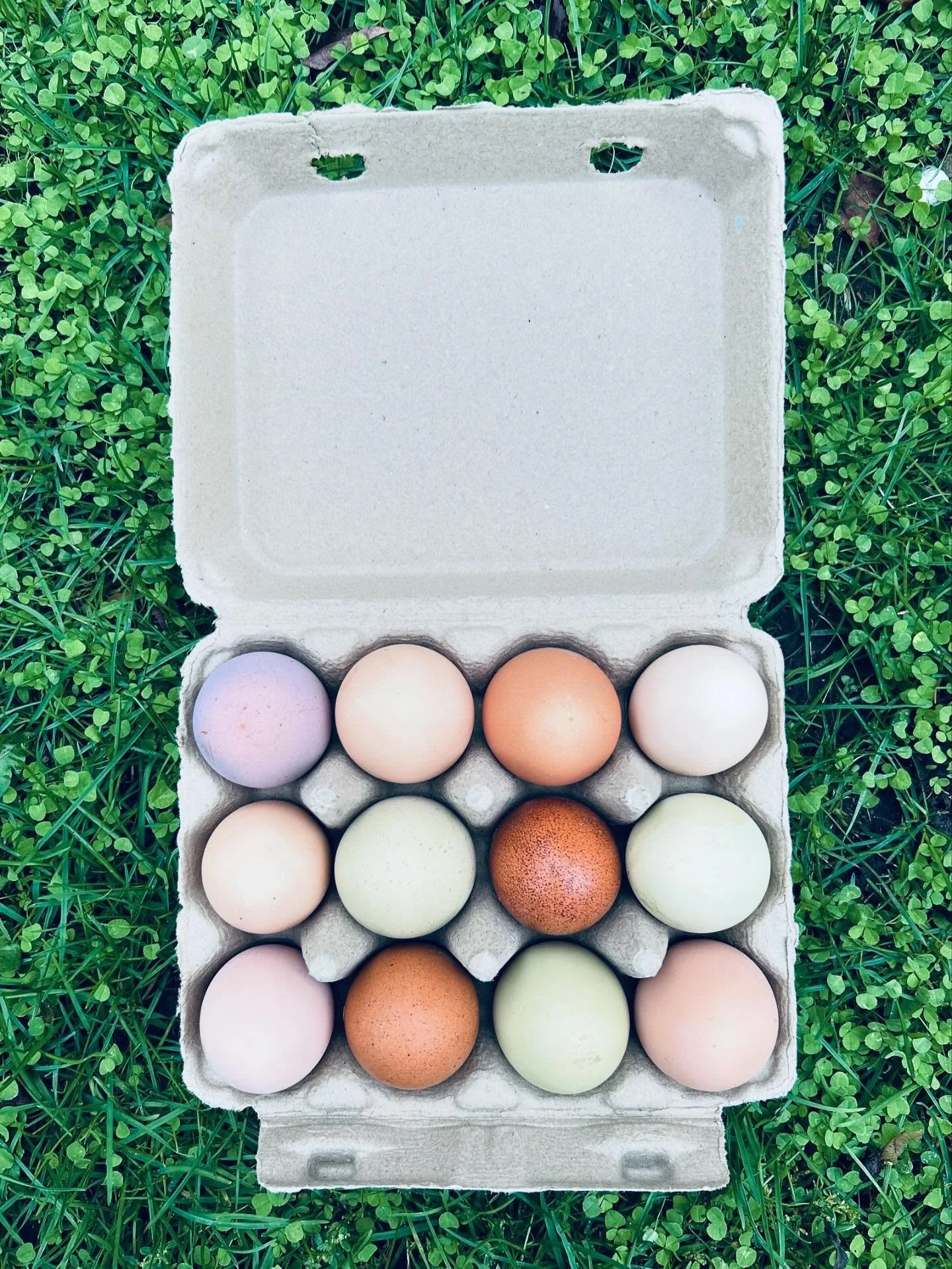 Our hens are humanely raised, pasture-fed, free-roaming, happy and cute!
Look at this beautiful, delicious dozen.
Pre-order yours via the link in our bio.
#eggs #nyc #unionsquare #unionsquarenyc #organic #organiceggs #chickens
