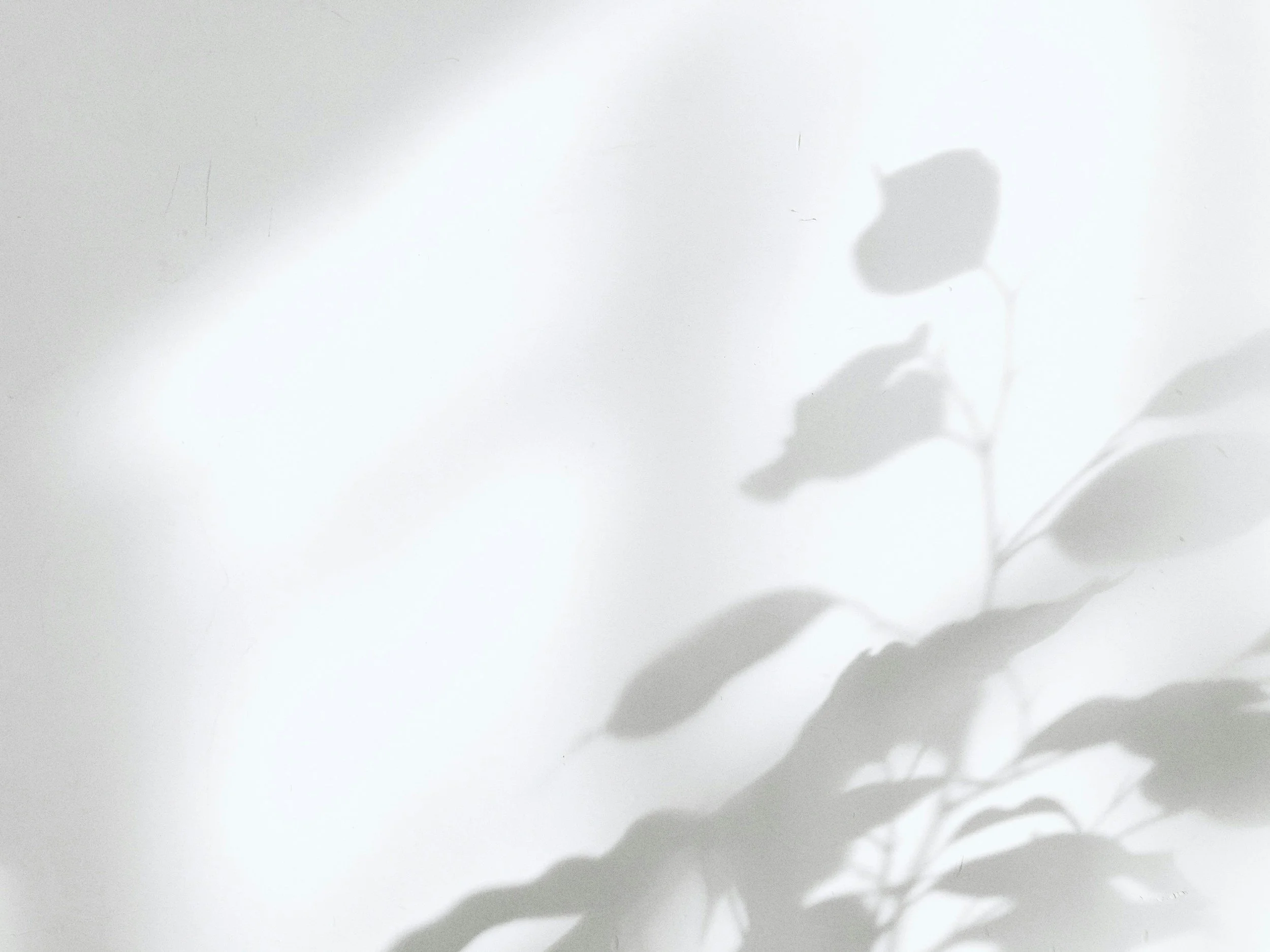 Silhouette of a plant's leaves and buds cast as shadows on a white wall.