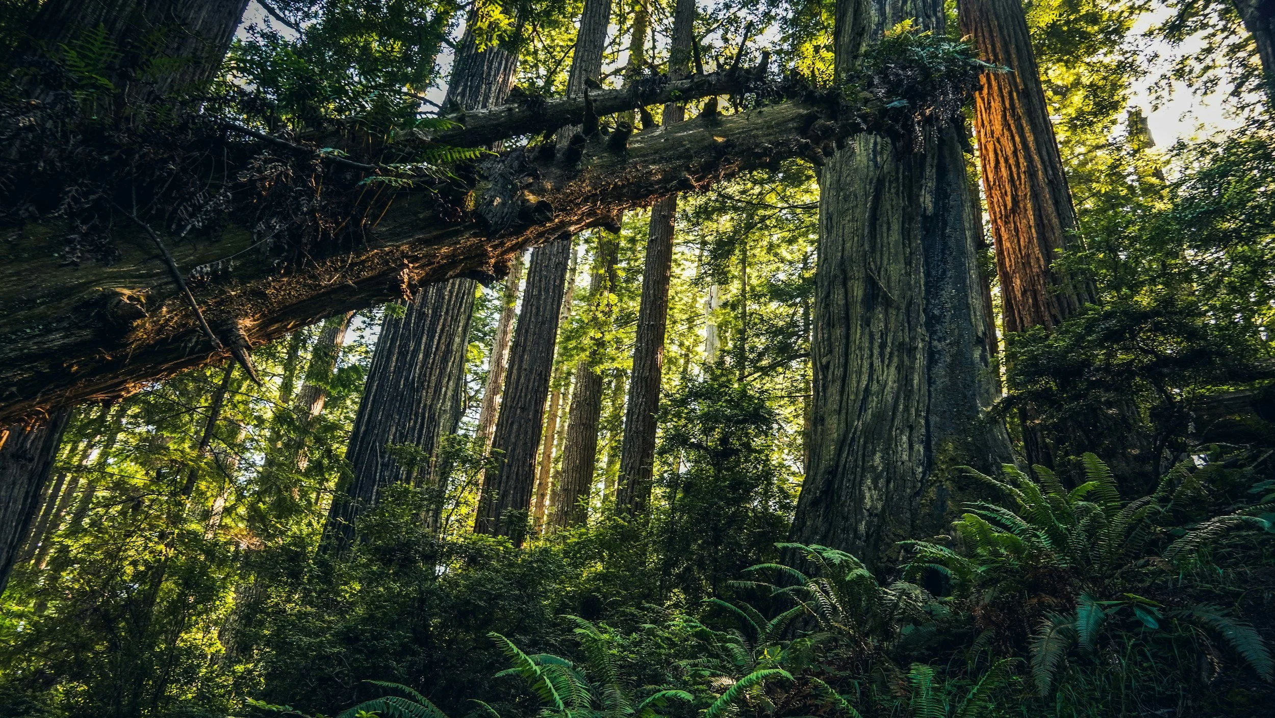 Tall trees in a lush forest with green foliage, sunlight filtering through the canopy, and a fallen tree leaning against another tree.