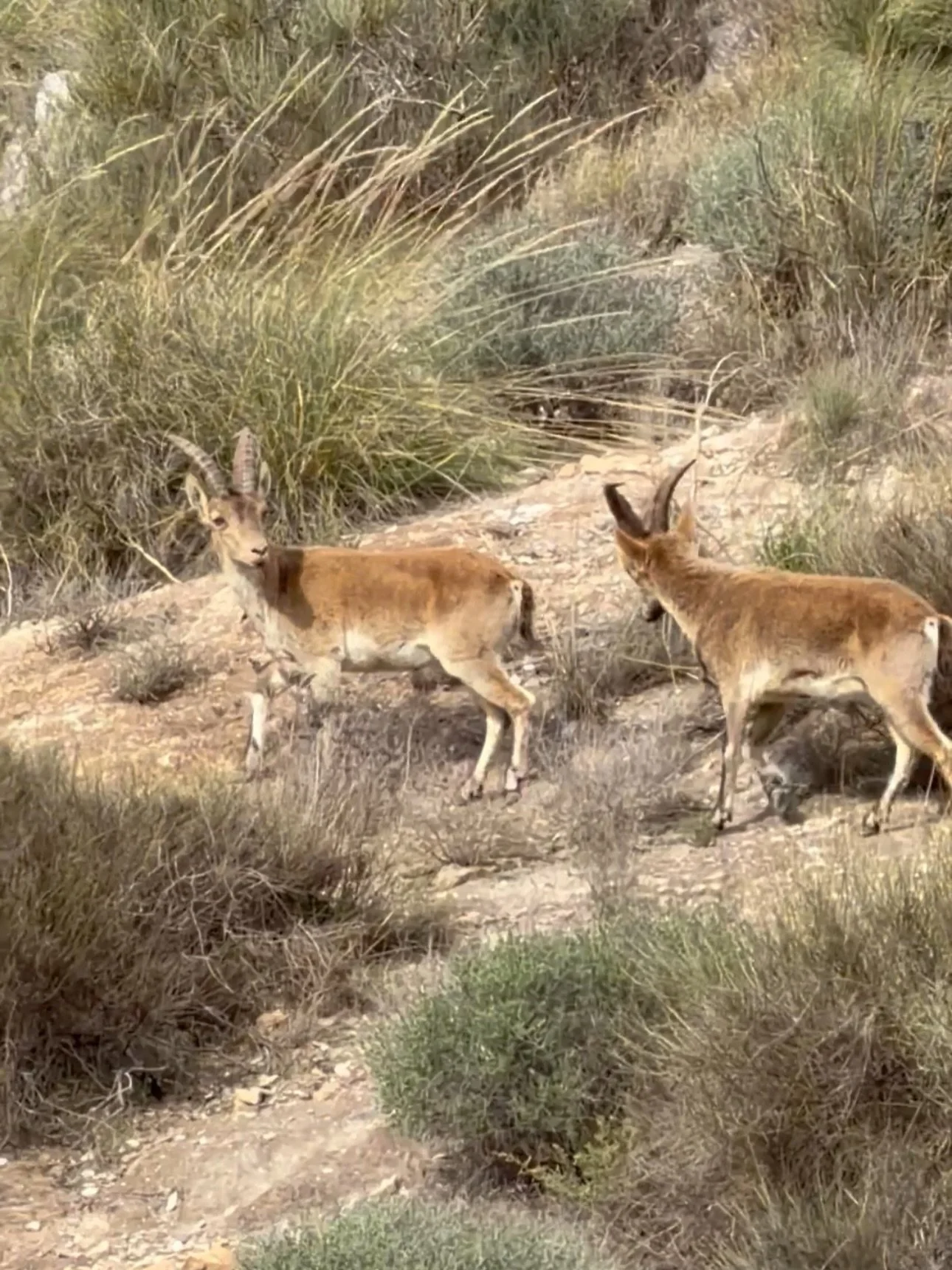 Bugs, Birds &amp; Boars 🐗 

Wednesday was World Wildlife Day, and to celebrate, we wanted to share some of the incredible wildlife we&rsquo;ve had the privilege of witnessing here at Oru El Saltador 🐝

From butterflies to lizards to Iberian Ibex, t
