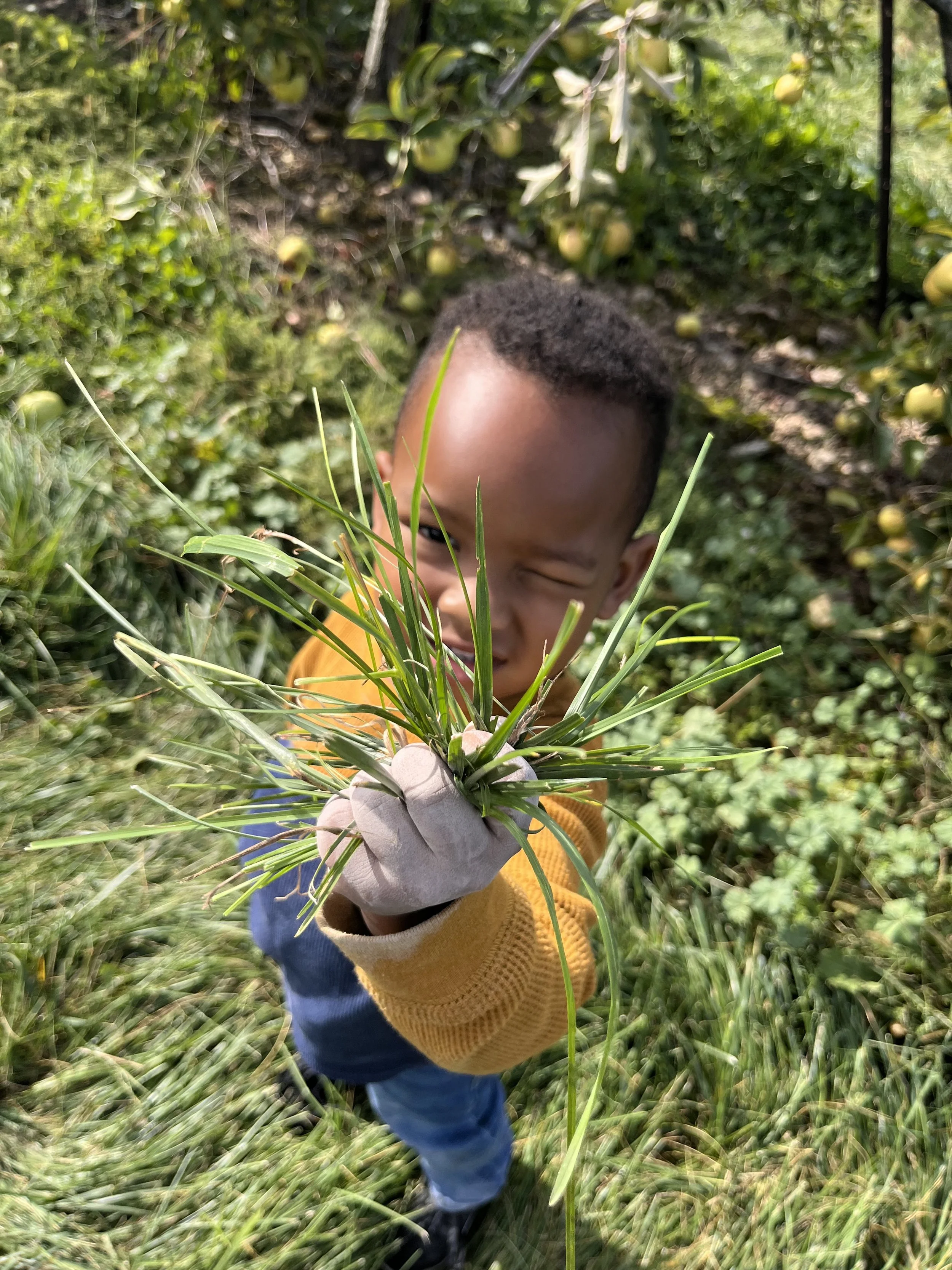 A young boy holding a handful of tall grass, smiling and squinting in a garden or orchard with green plants and fruit trees in the background.