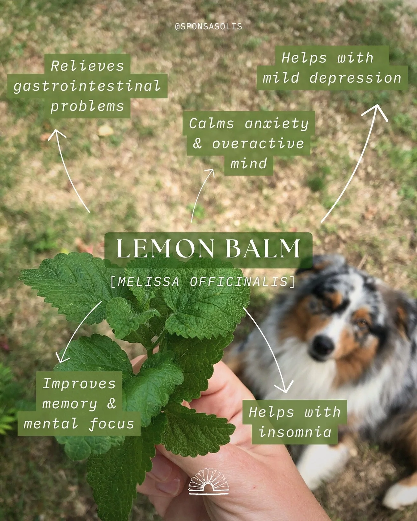 Lemon Balm, or Melissa 🌿

One of those beautiful herbs that grow abundantly in the wild or people&rsquo;s gardens. So what makes this plant so special? 🤷🏼&zwj;♀️
Here&rsquo;s a list for you:

- It calms anxiety and an overactive, frantic mind 😌
-