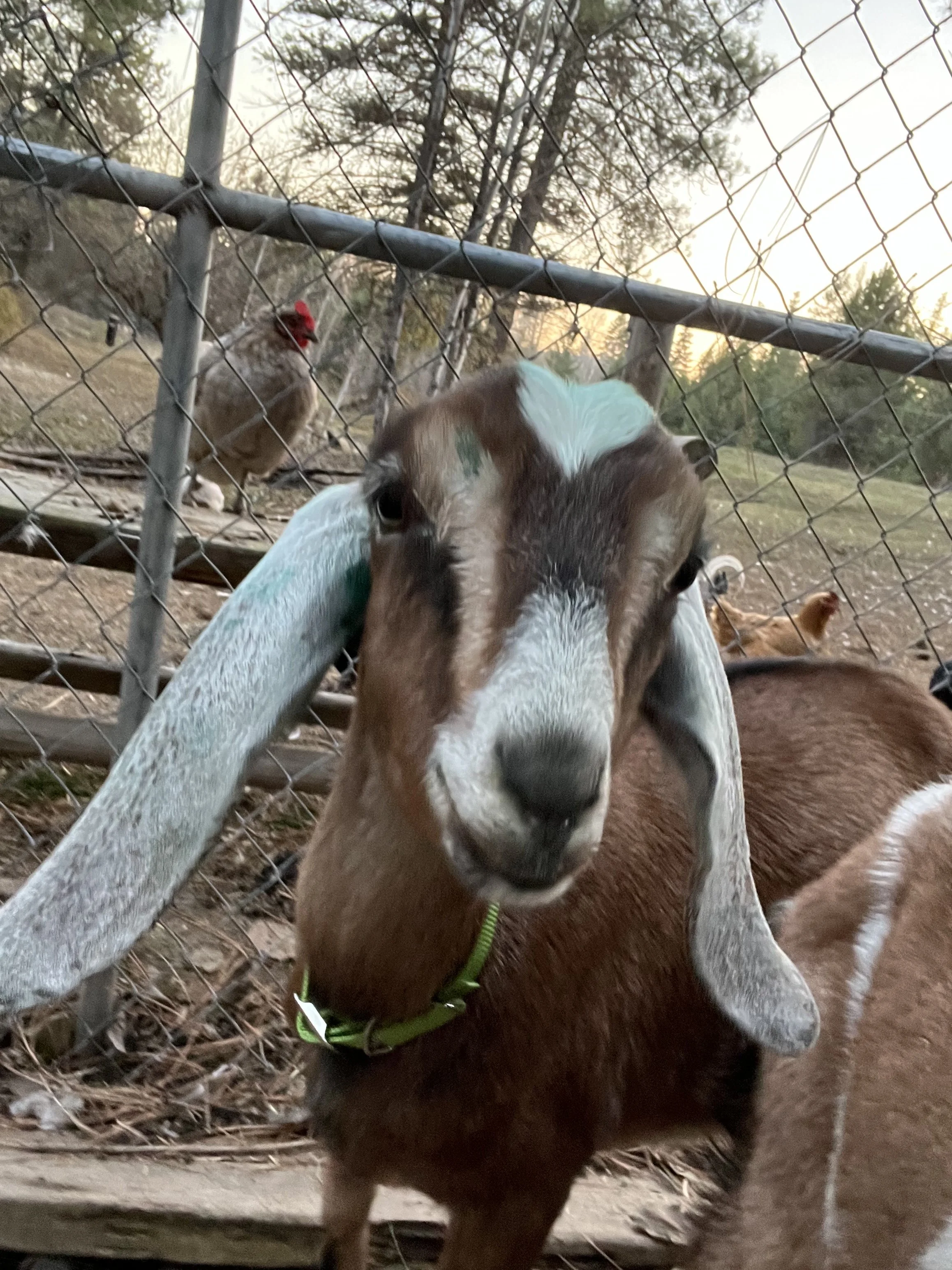 Using Livestock as a Wildfire Mitigation Tool