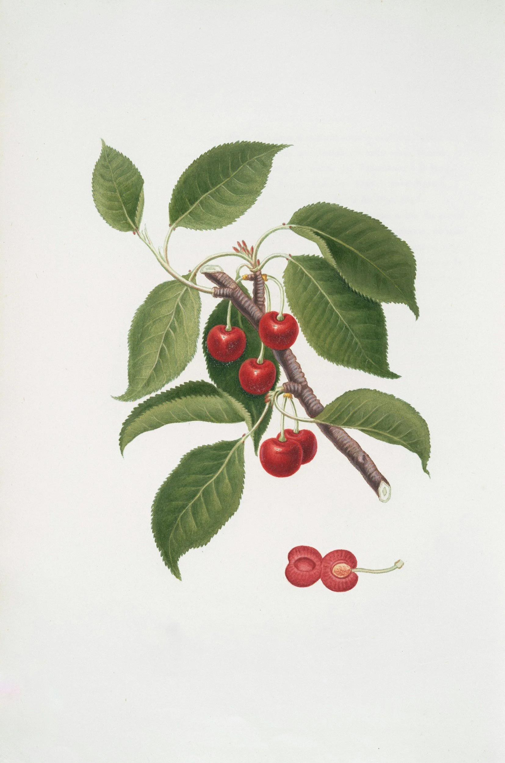 Fire-Resistant Plant Spotlight: Serviceberry for Northeast Washington and North Idaho