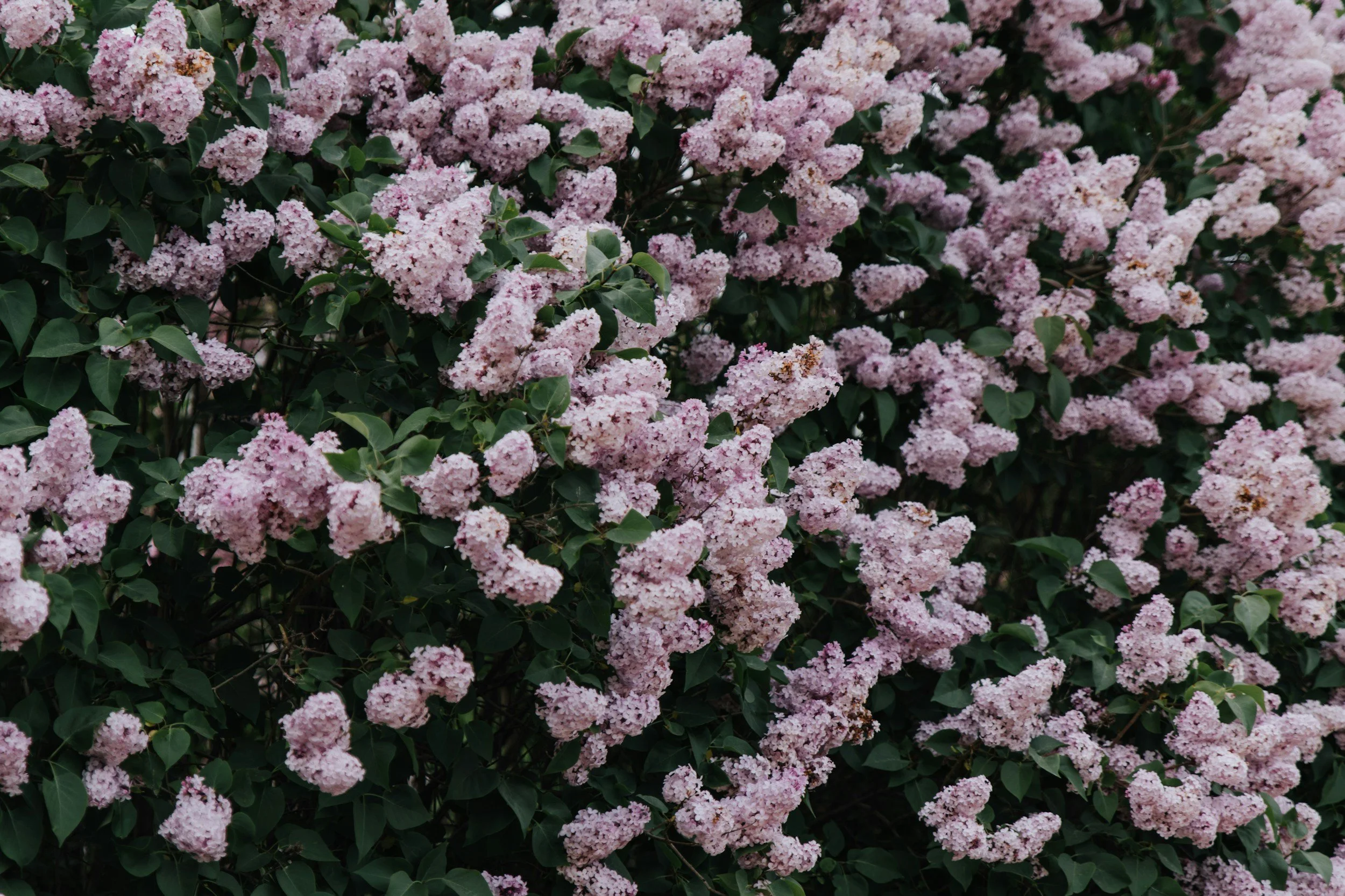 Fire-Resistant Plant Spotlight: Lilacs