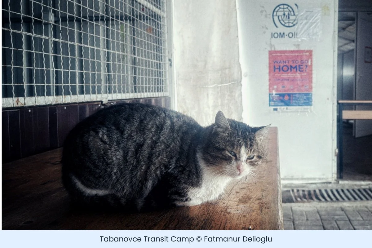 Technological Frontiers and Migrant Agency: The Dynamic Interplay of EU Border Policies, Migrant Resistance, and Solidarity Networks on the Balkan Route