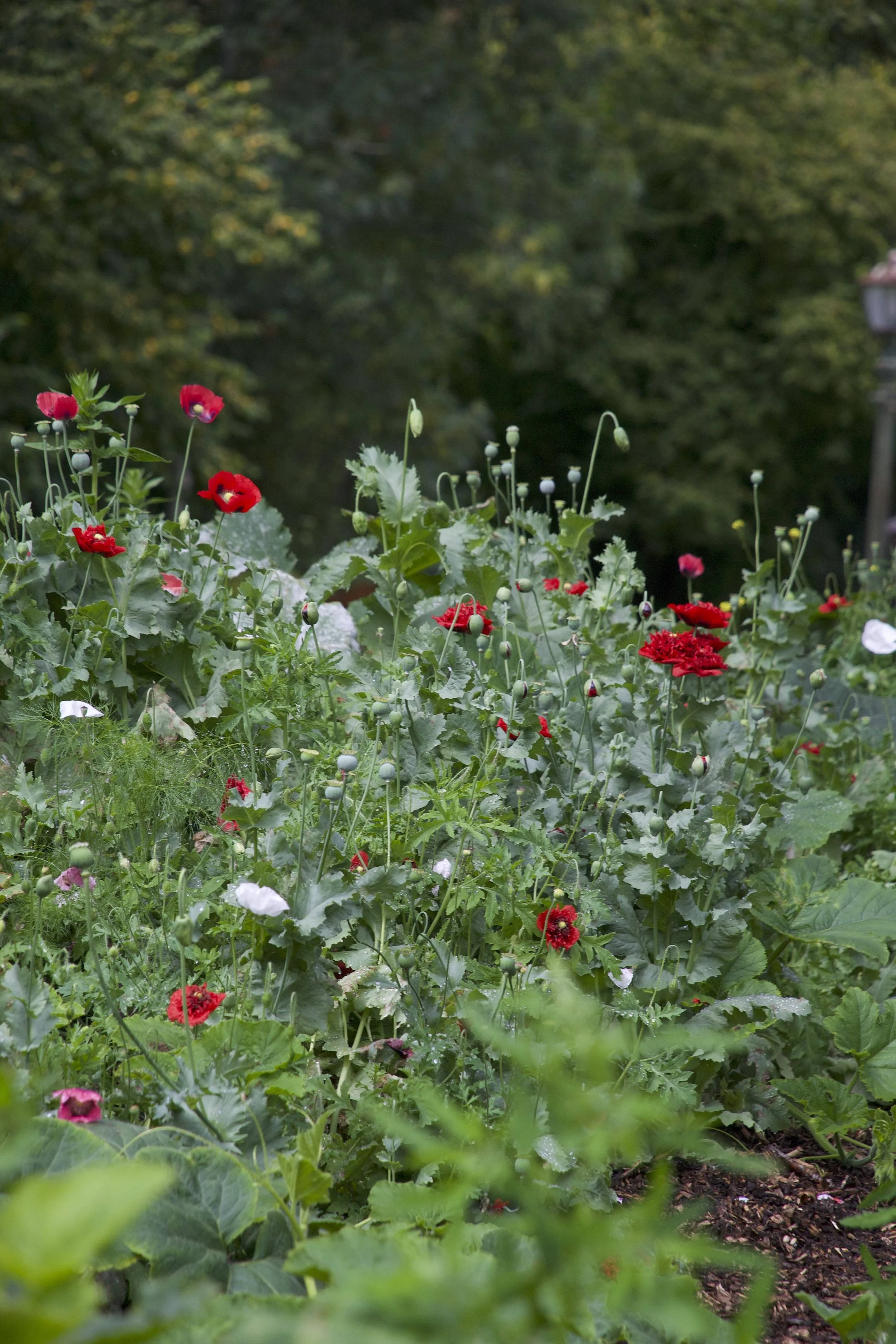 poppies.jpg