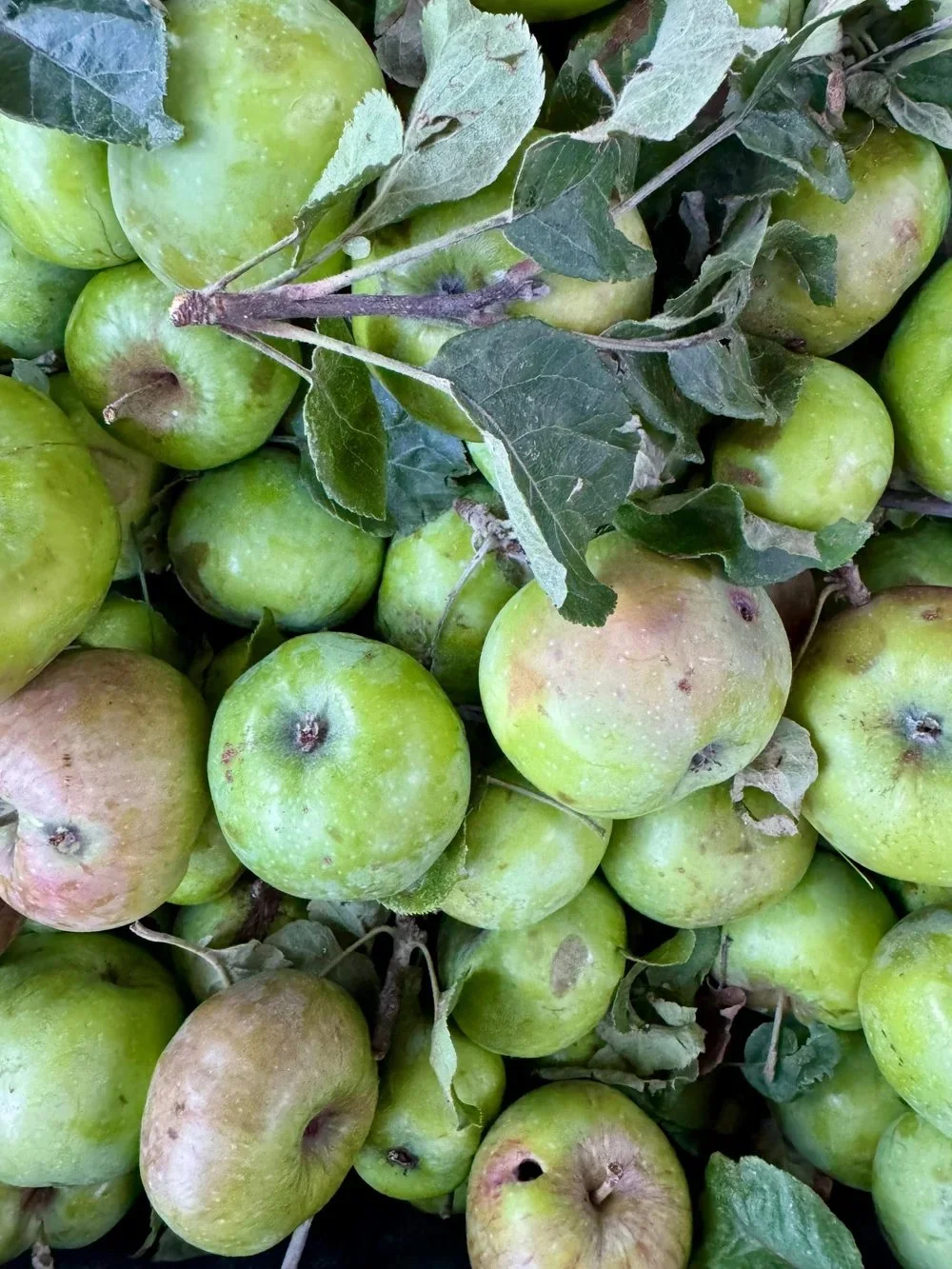 Apple Day @ 10 Trees.