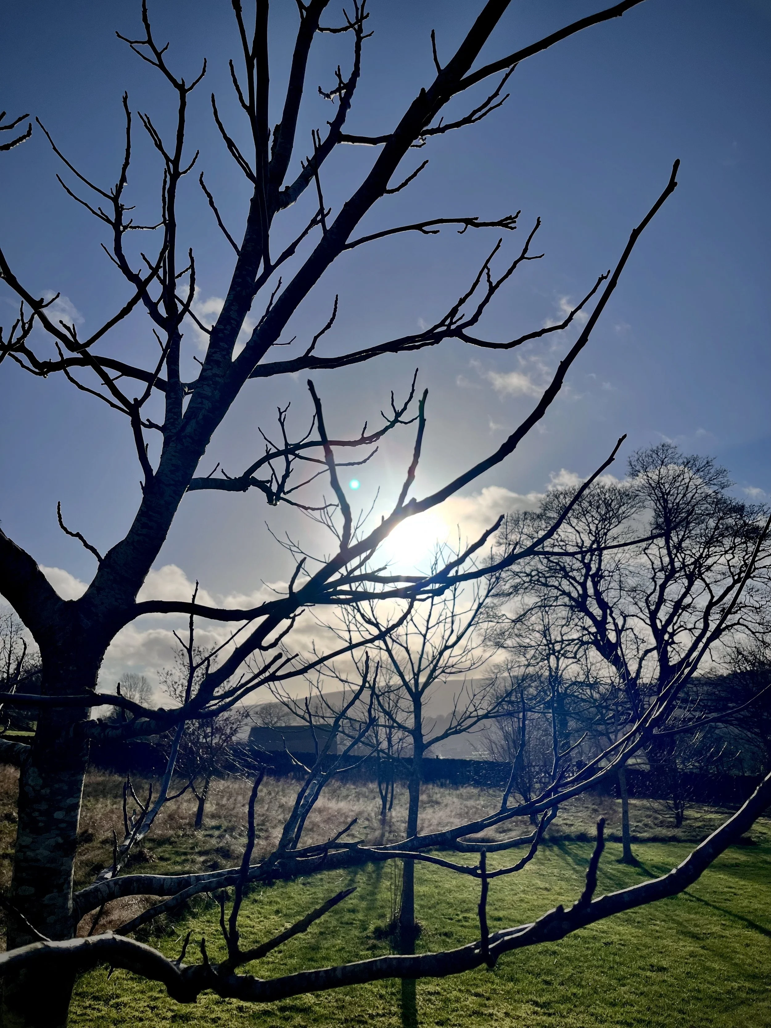 A new space for people who care about trees to connect and exchange