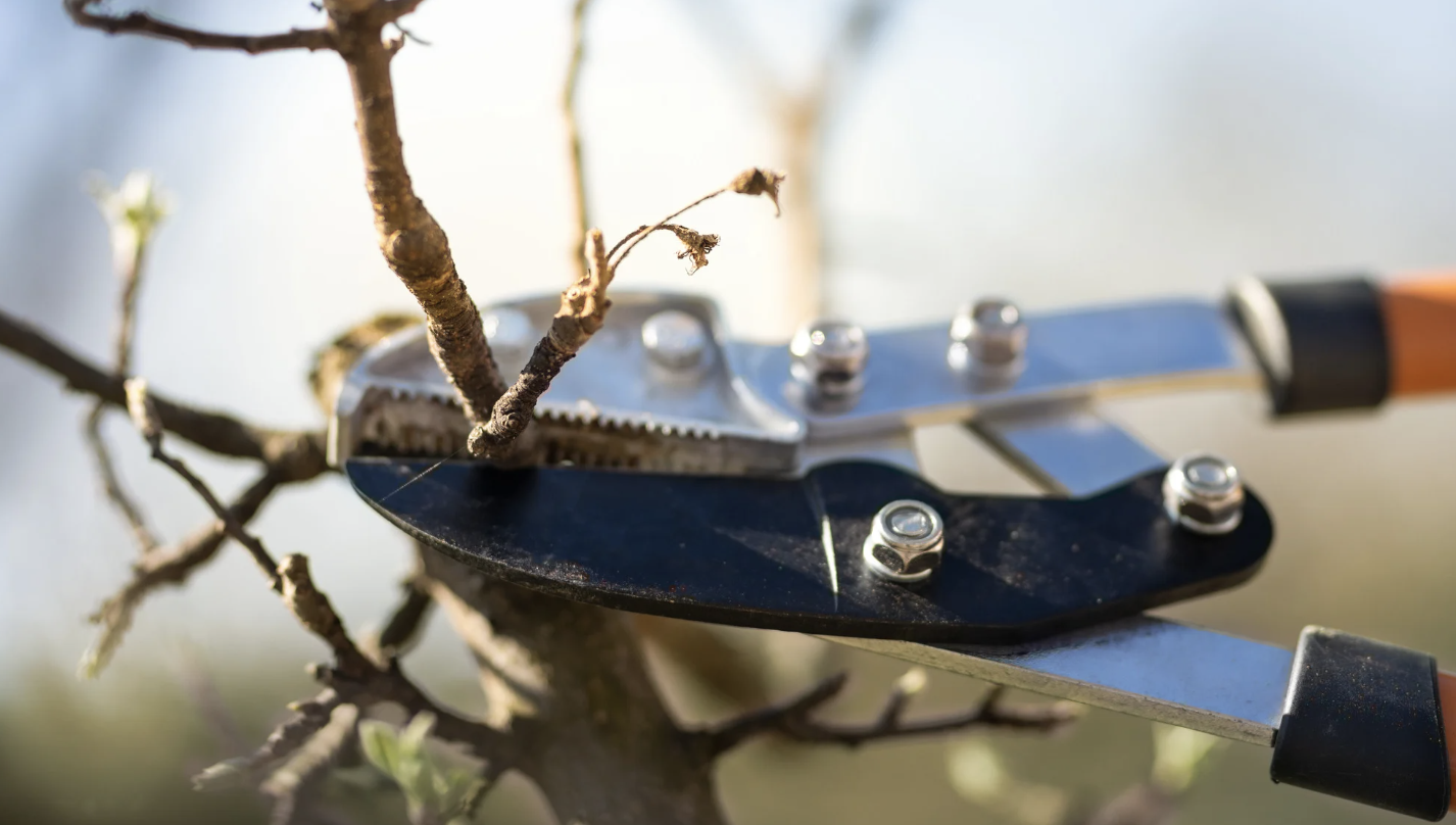 Love What You Grow: Fruit Tree and Soft Fruit Pruning.