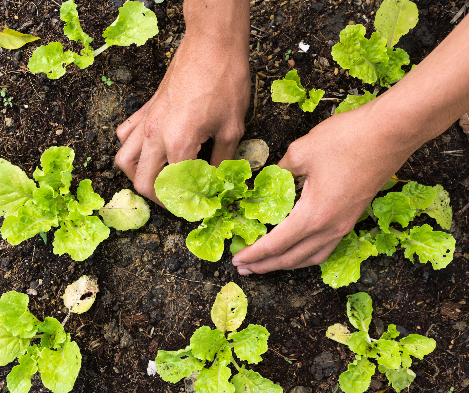 Hands in the soil: kitchen garden tending.