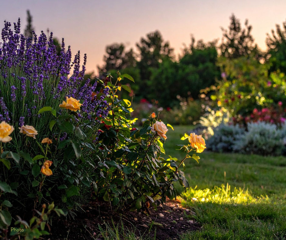 Help renovate our perennial borders.