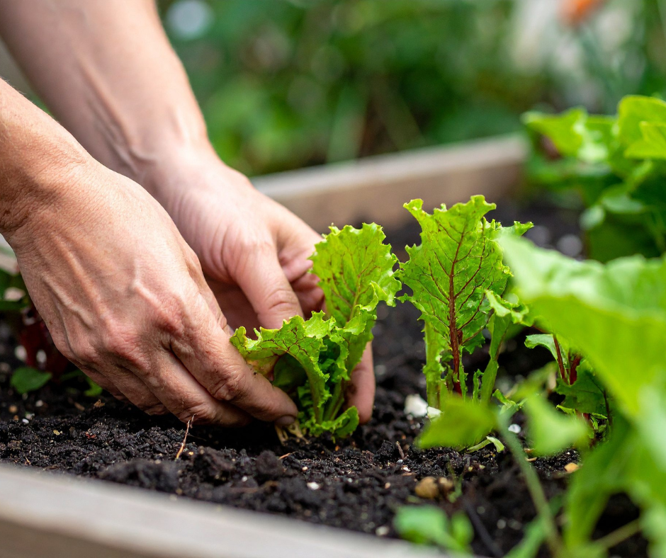 Hands in the soil: kitchen garden tending.