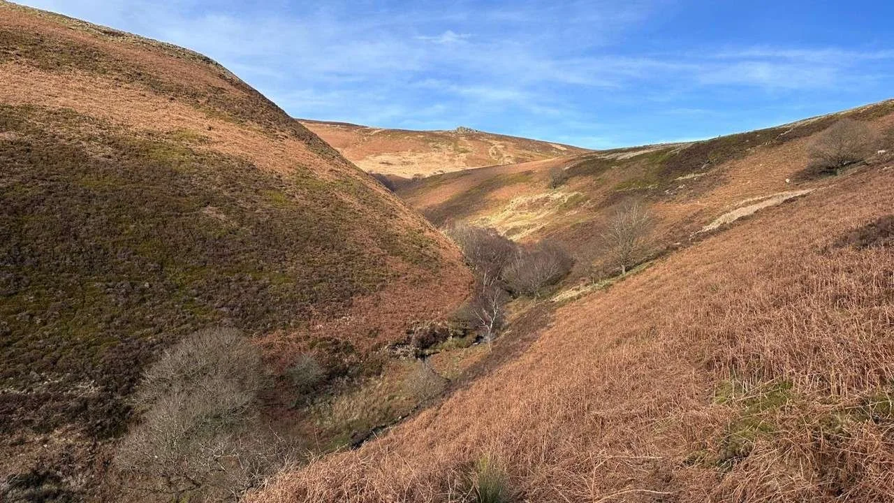 cranberry clough - a place for trees.jpg