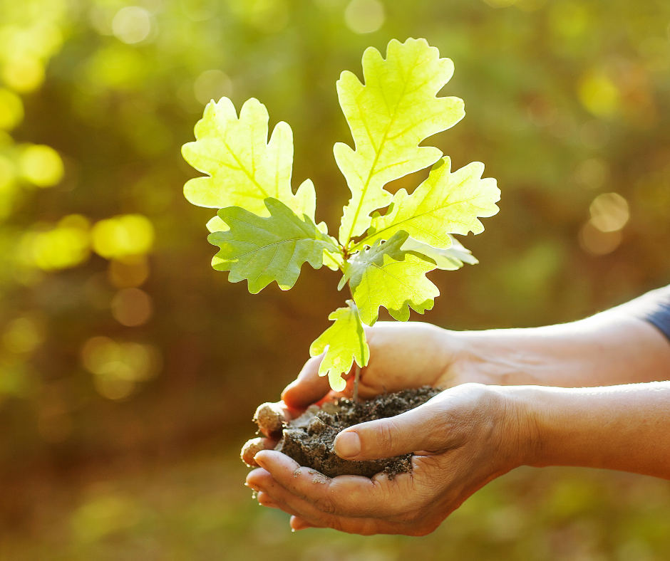 Growing trees for the High Peak &amp; Hope Valley: drop-in