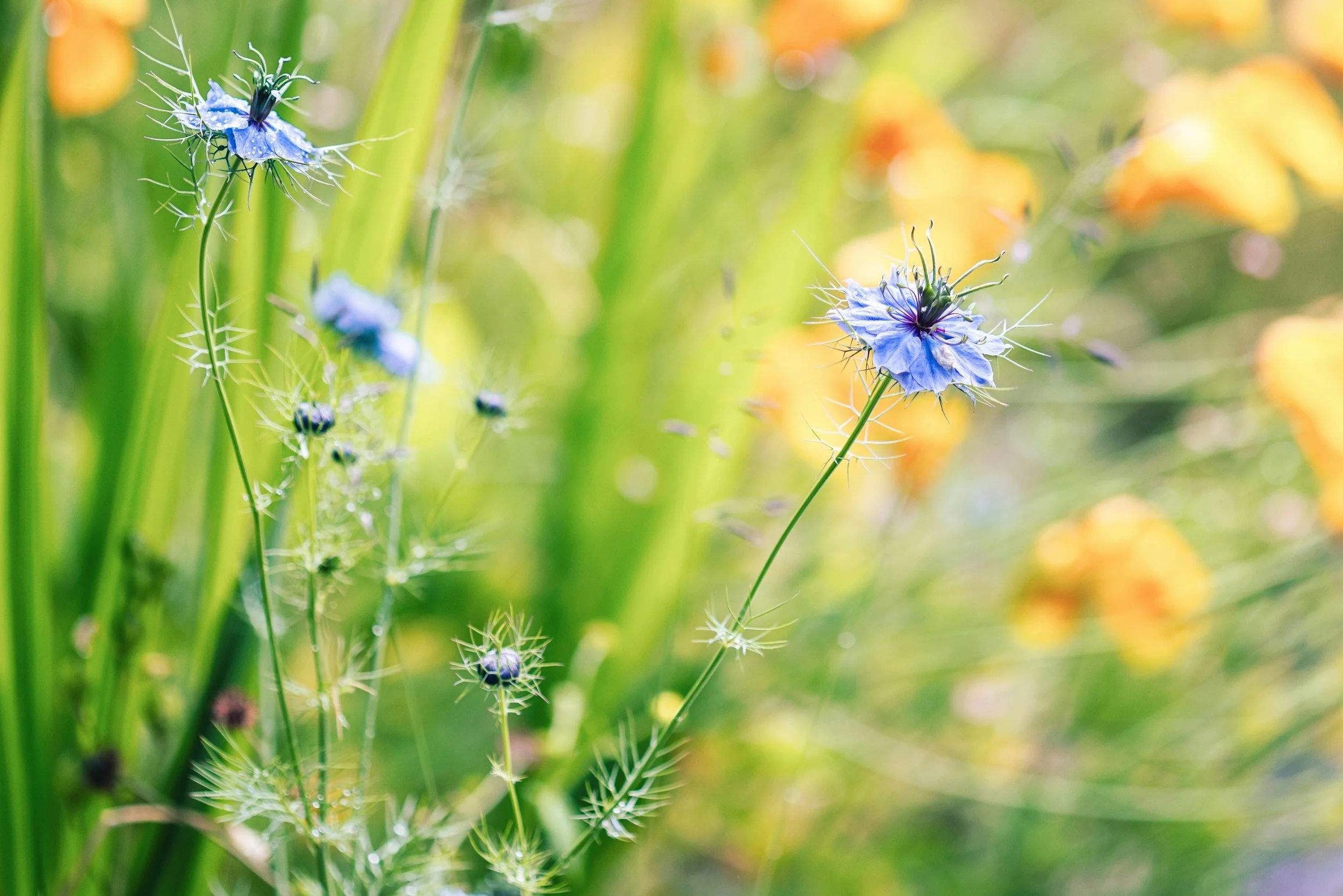 Grow your own wild flower patch.