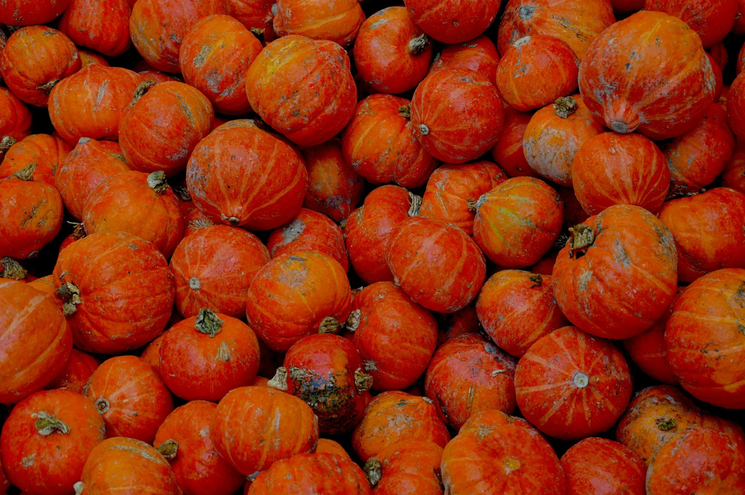 Hands in the soil: supper club harvest special