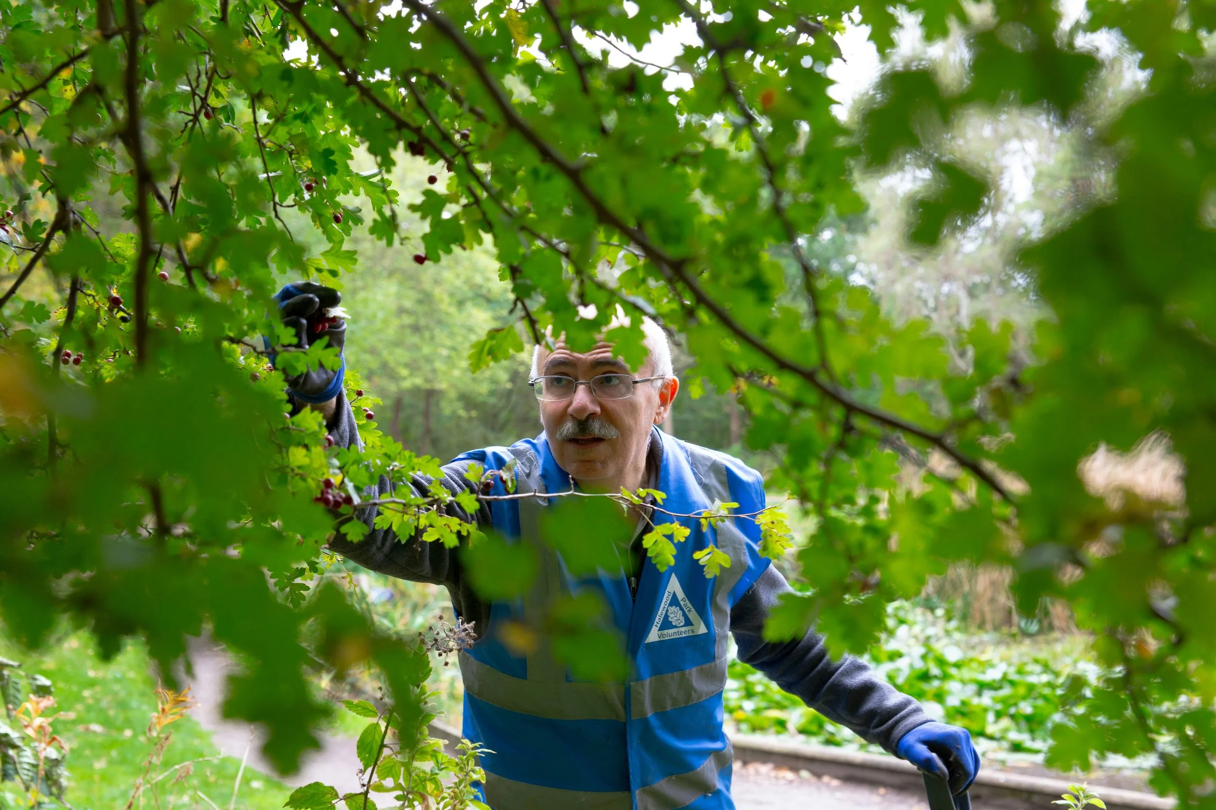 Ask: helpers for pruning day in Bamford