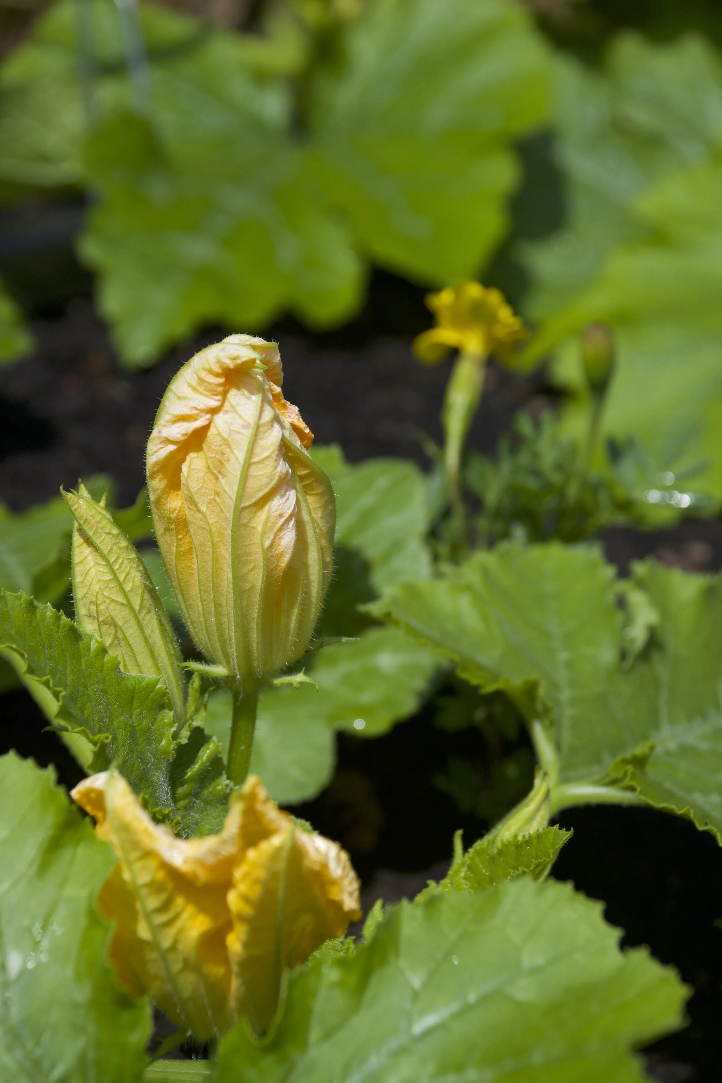 courgette.jpg