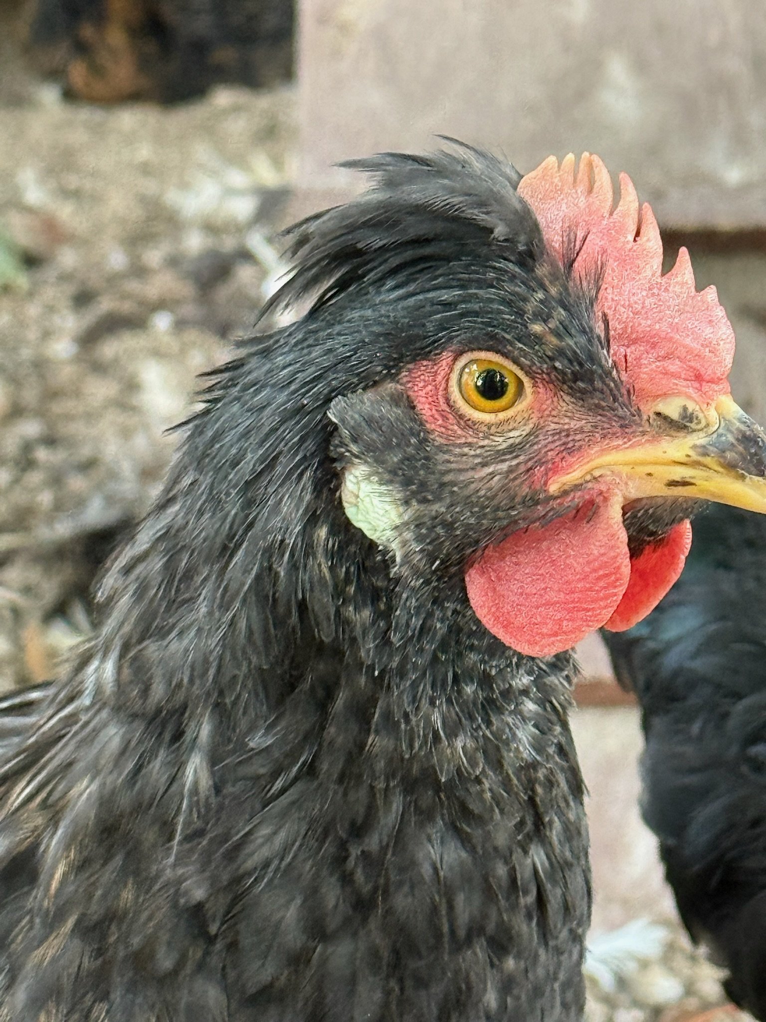 Olive the dark grey chicken looks into the camera. She seems unimpressed