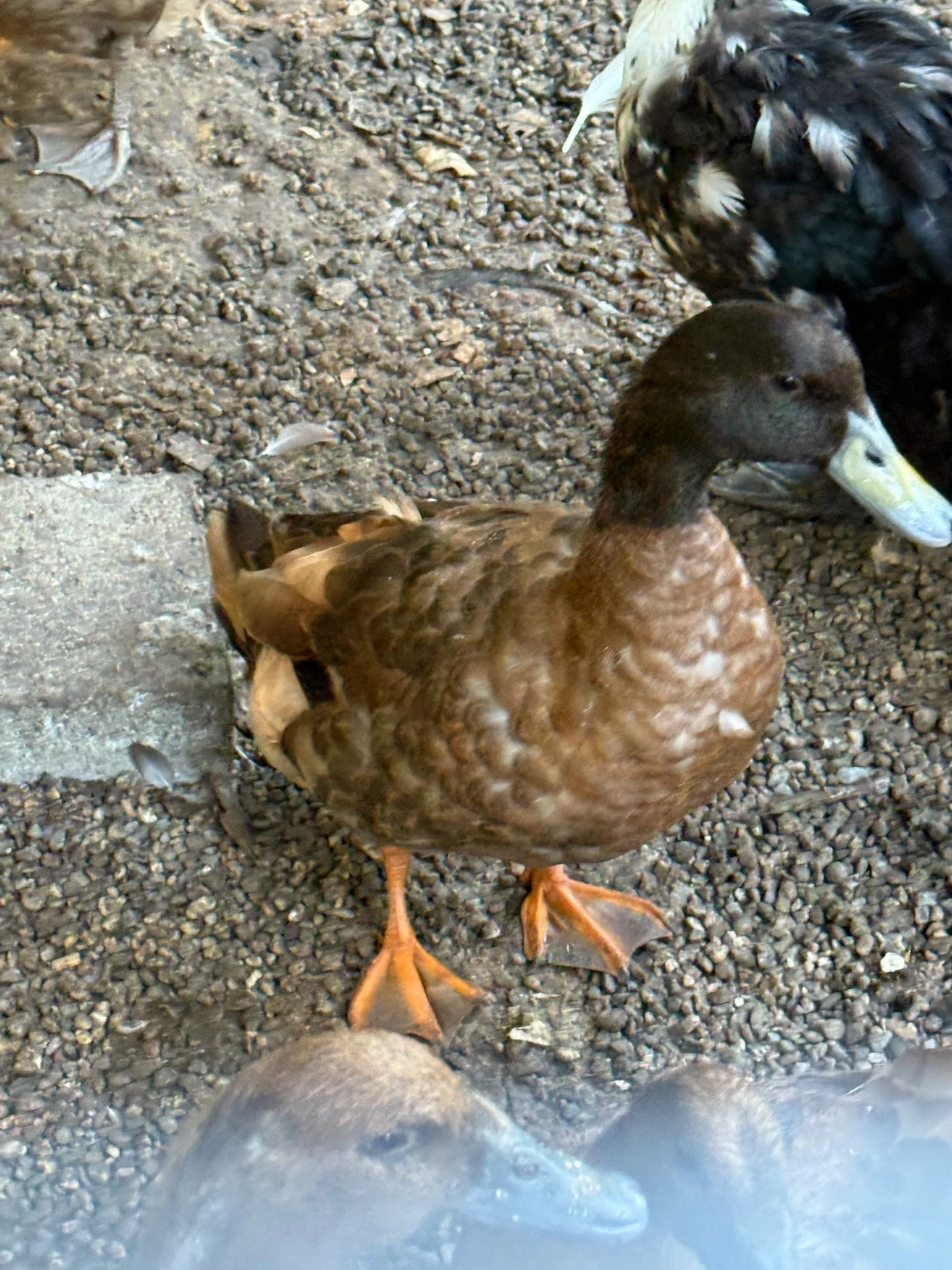 Graham the Khaki Campbell drake has a dark brown head and light brown body