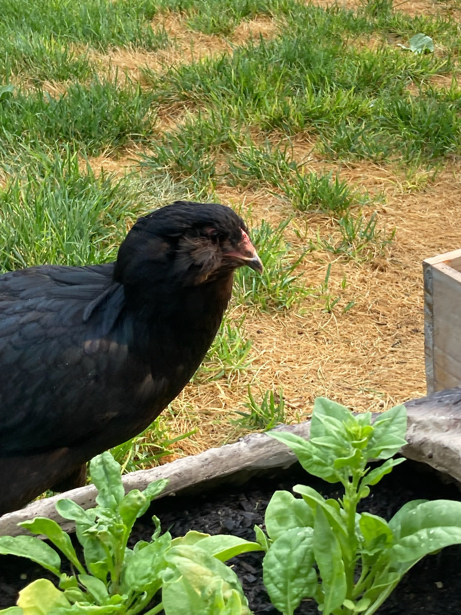 Betty the black easter egger eyes the lettuce like she wants to eat it. RIP Betty