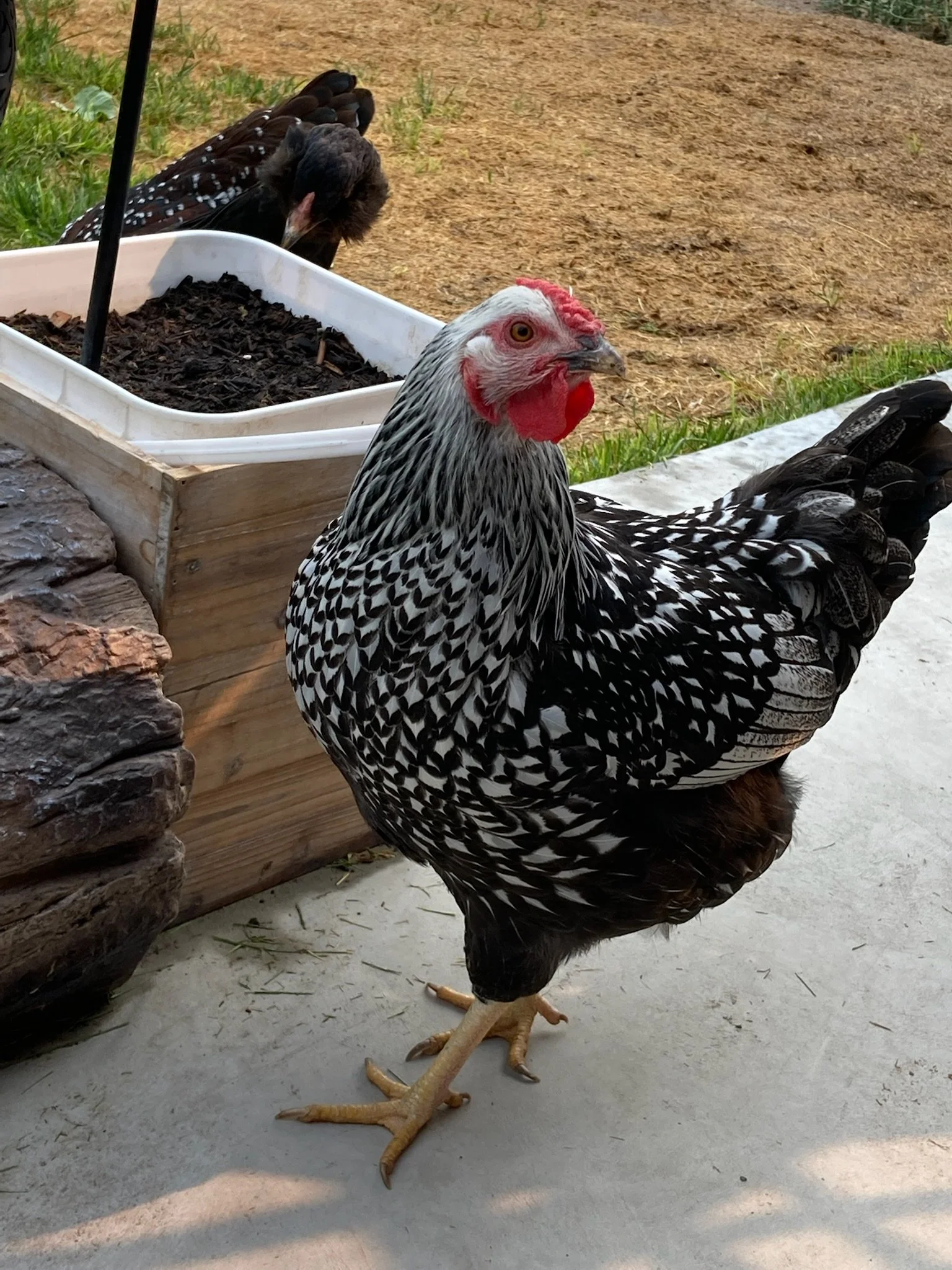 A Black chicken with white lace markings stands in front of a planter and looking at the camera