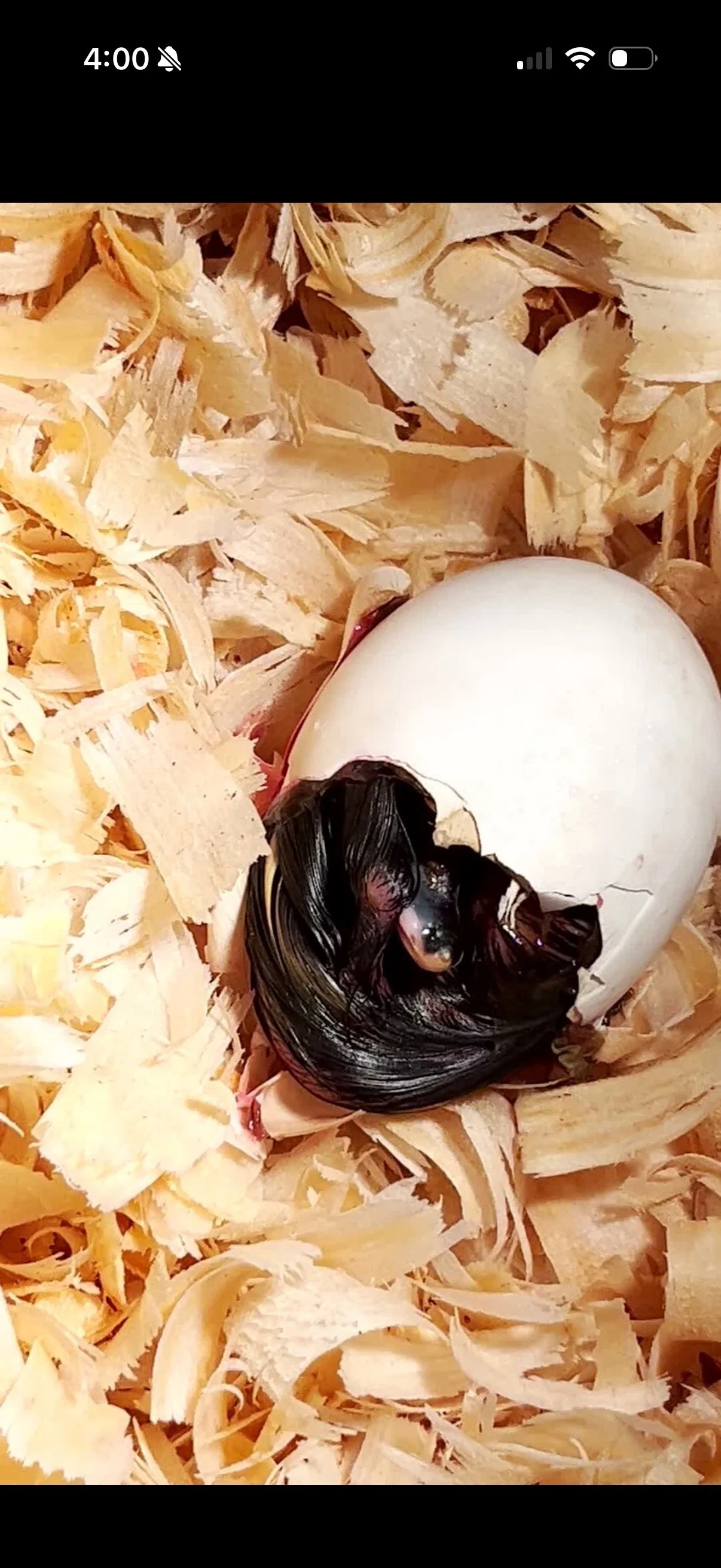 Tiny Pip trying to hatch out of their shell