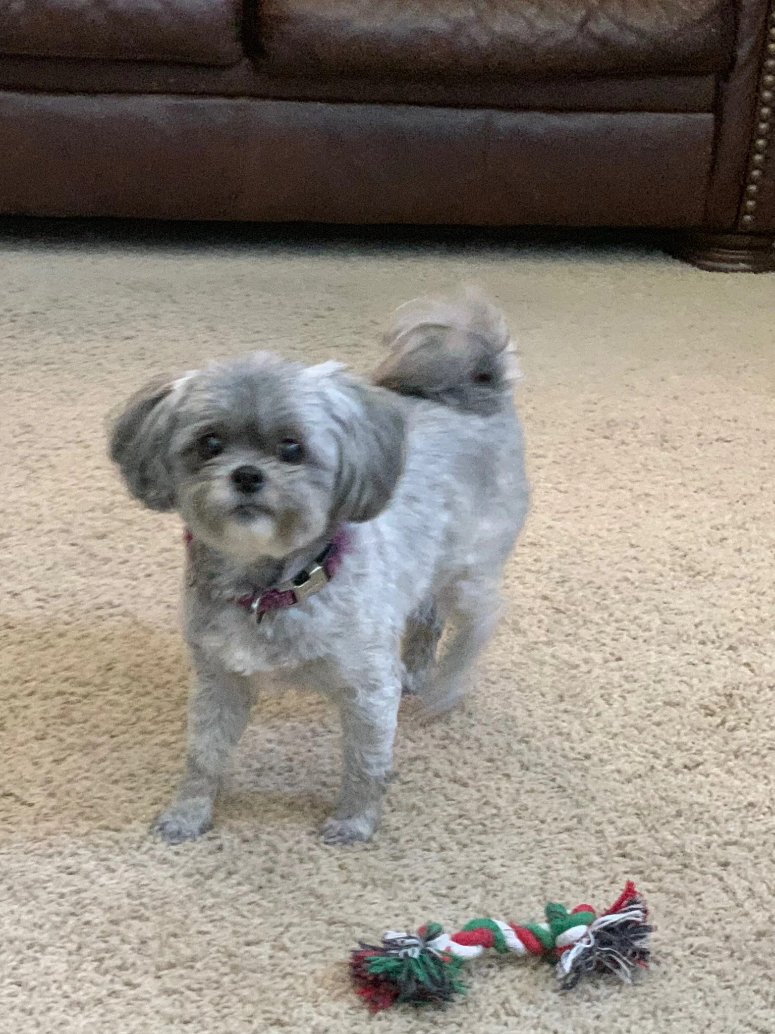 A small grey dog, groomed with a teddy bear head, shaved body and a curled fluffy tail looks at the camera. She has floppy ears and the cutest little black button nose.