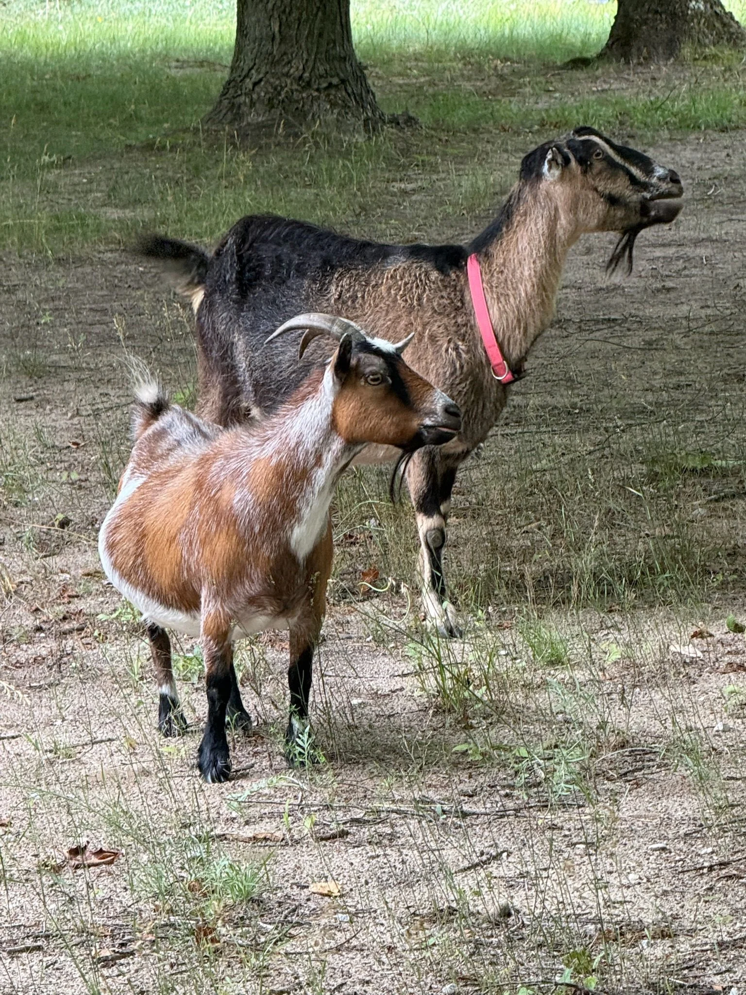 IMG_4811.jpeg