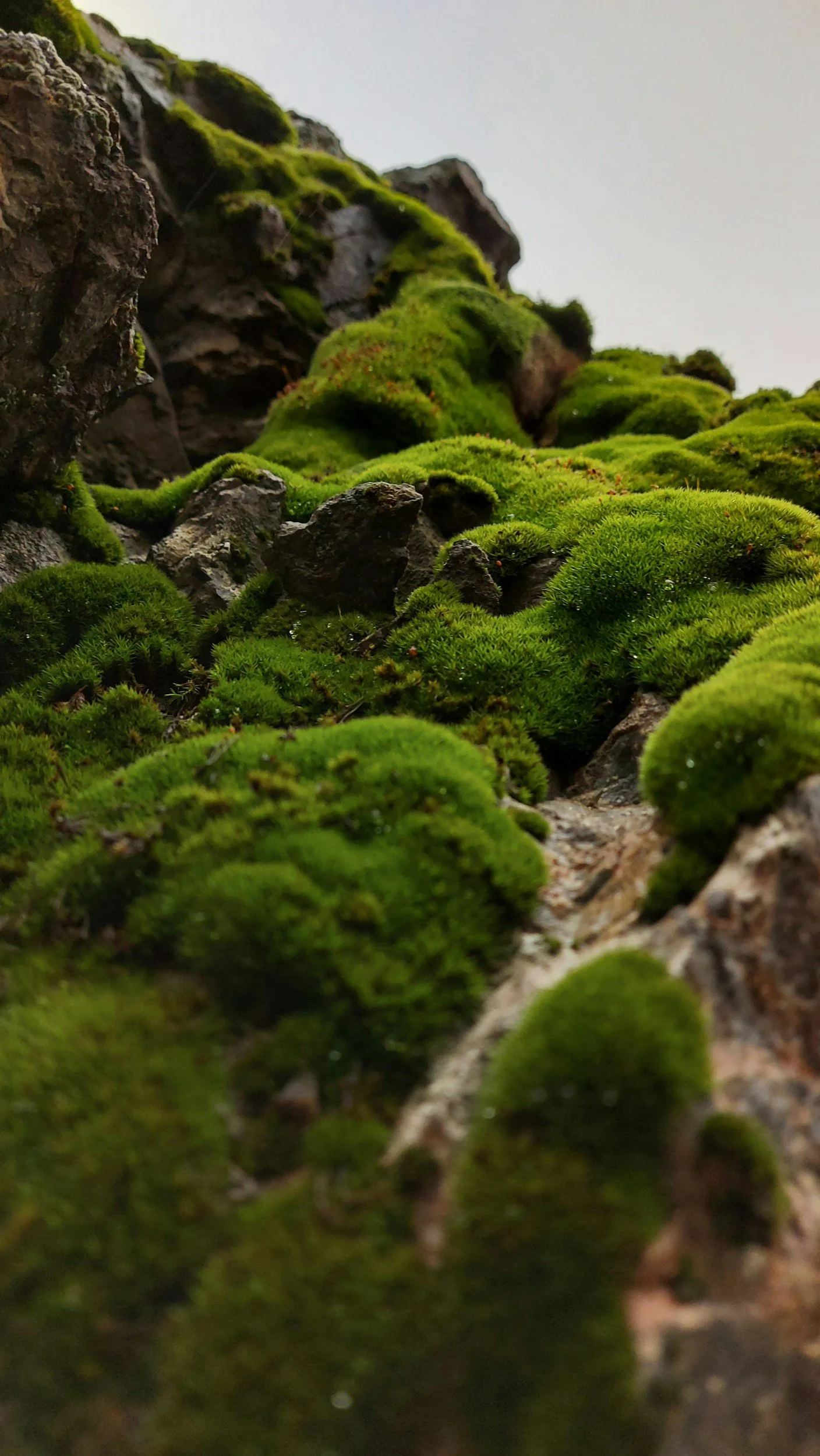 Close-up of a moss-covered rock surface with small rocks and blurred background.
