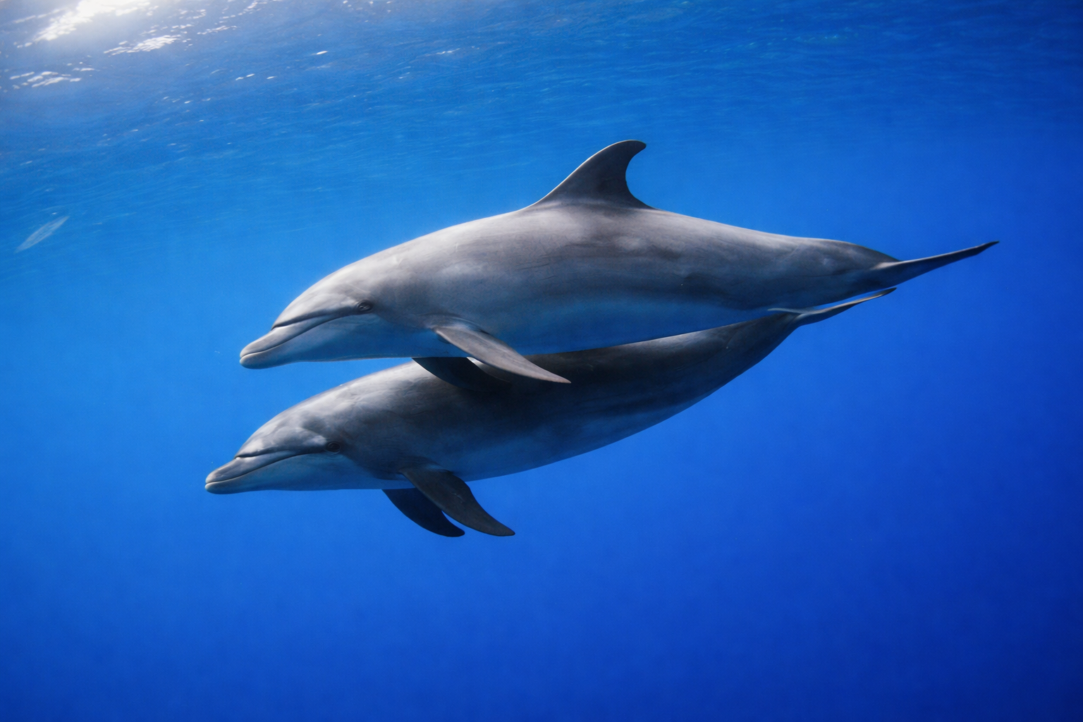 Copy of Sataya (Dolphine reef).png