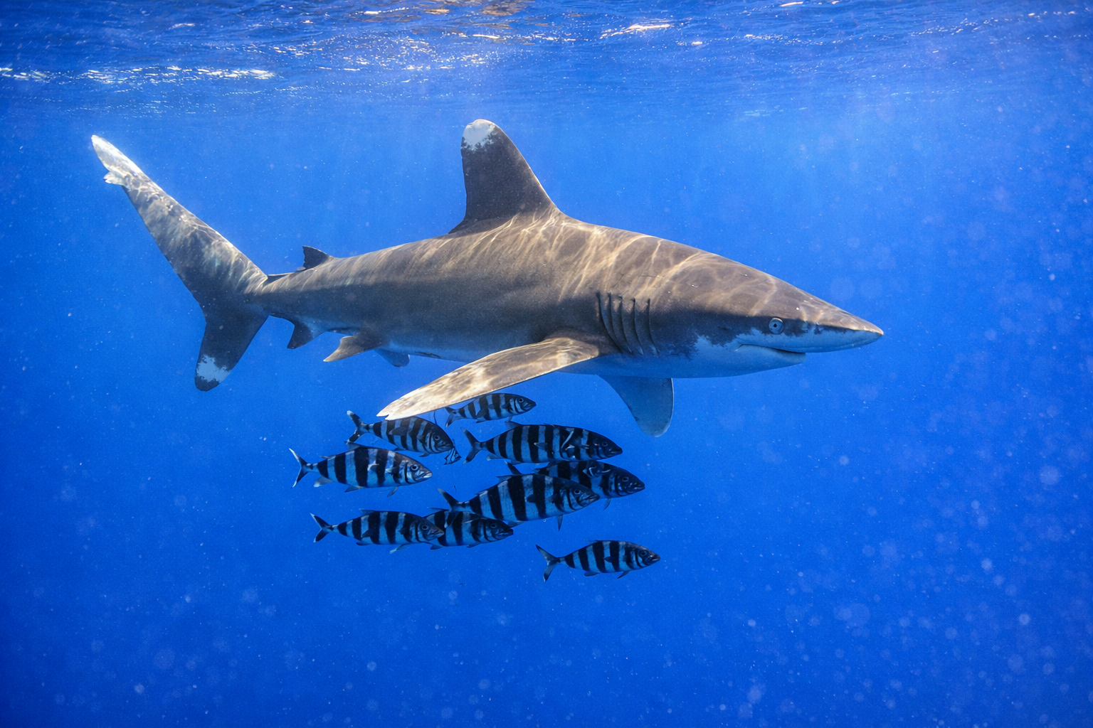 Copy of Shaab Marsa Alam.png