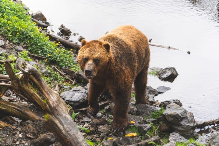 Here&rsquo;s a glimpse of what awaits you on your next Alaska adventure! 🛳️✨
Ready to book your journey? Let&rsquo;s make it happen!
 #alaska #bookcelebritycruises #celebritycruises

#uniglobetravelcenter #bookedandboundlesstravel