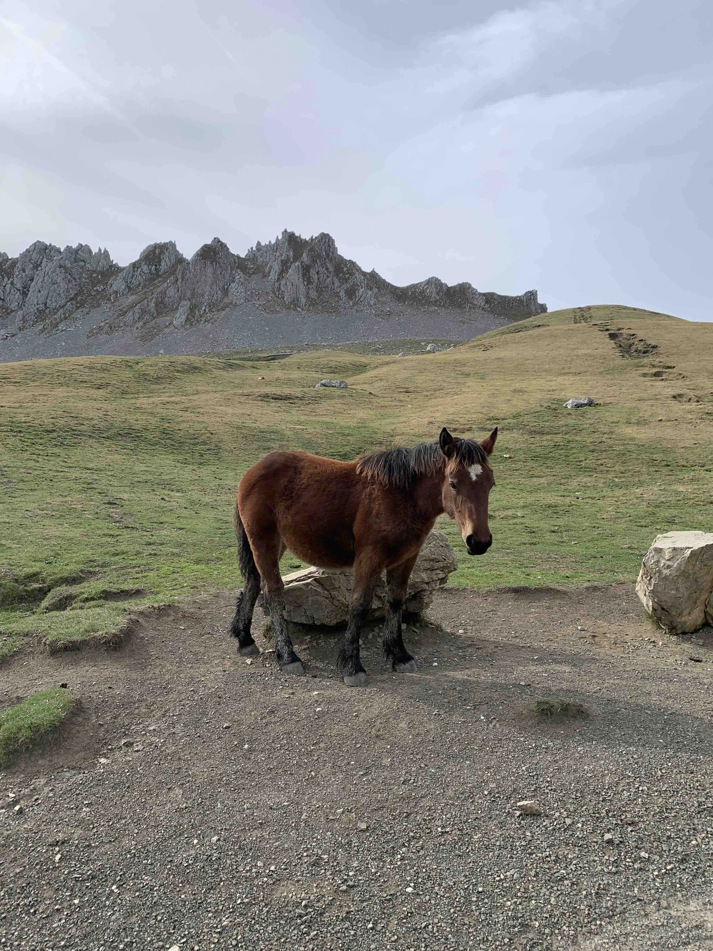 picos5.jpg