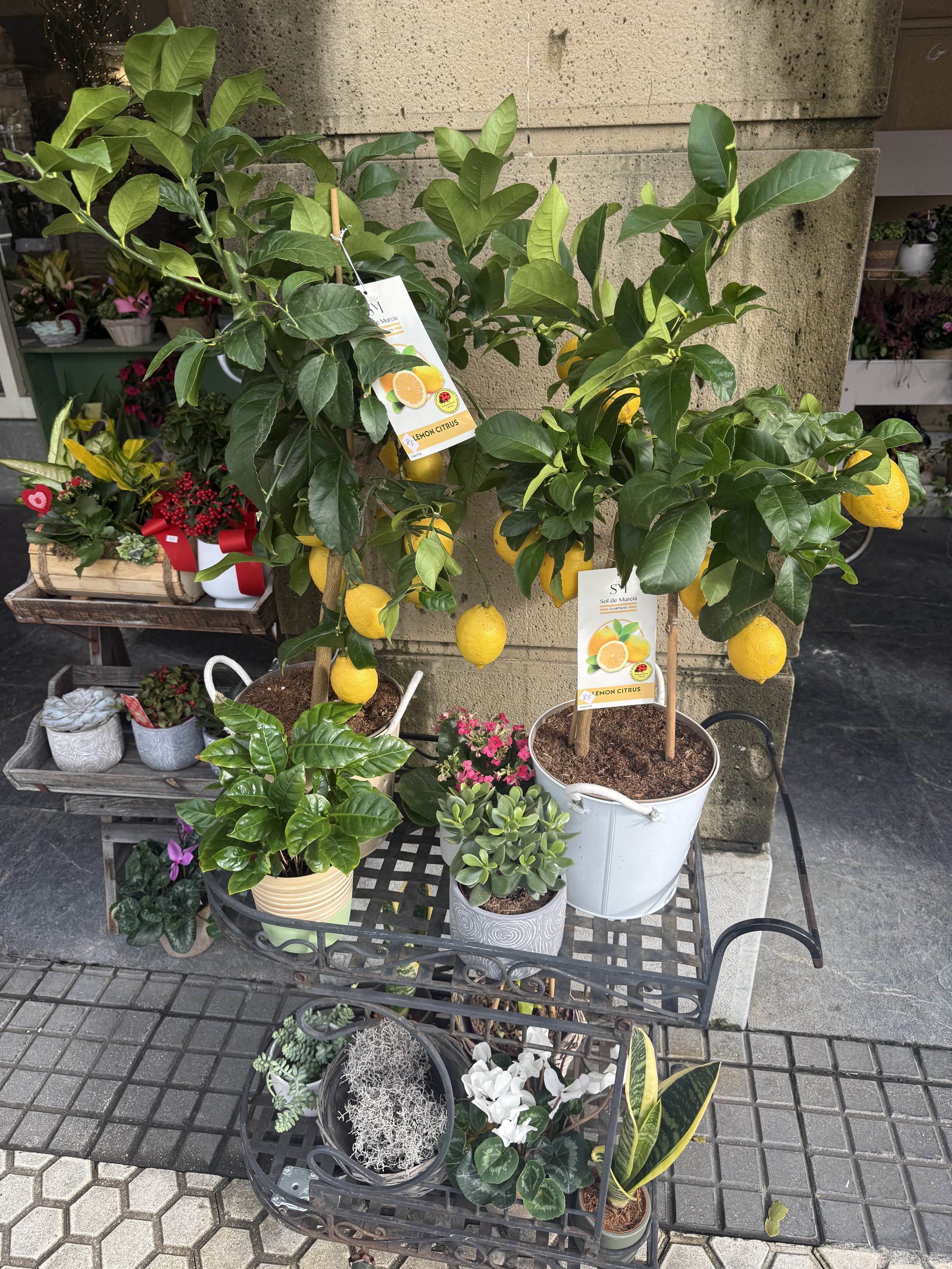 The Perfect Birthday I Didn't Plan: Four Days, One Celebration, and the Gift of Being Exactly Where I Am