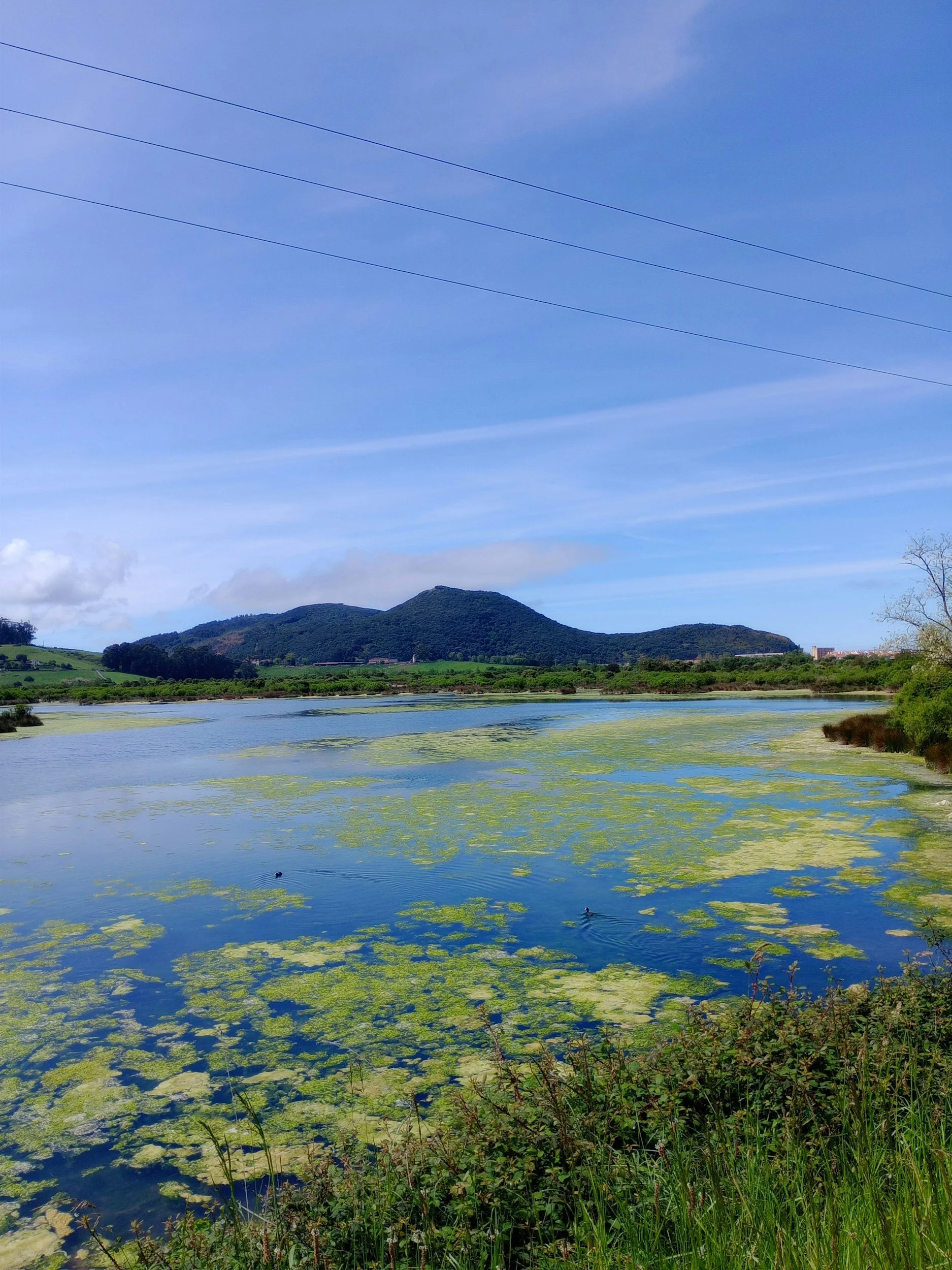 Algae on a lake