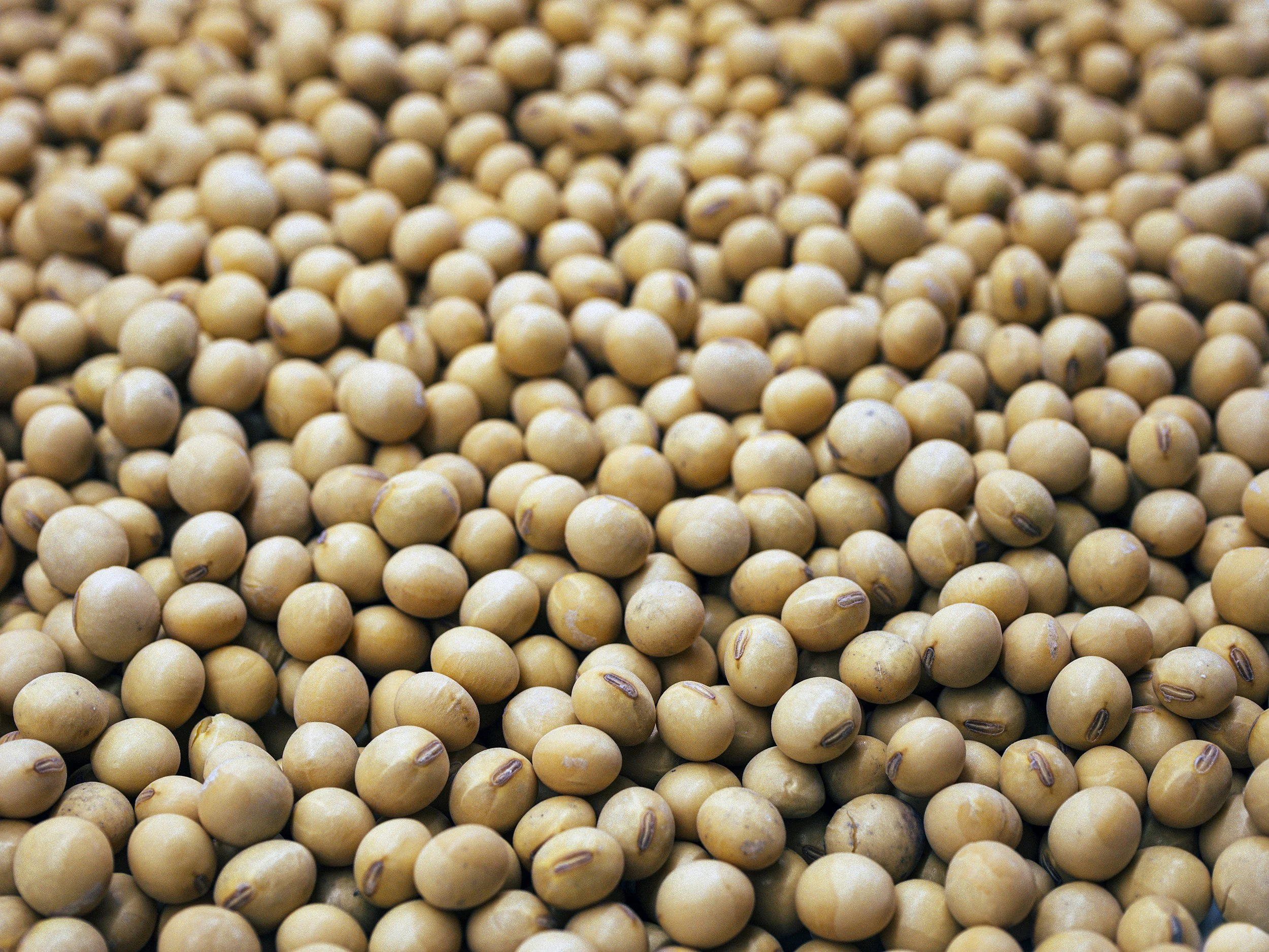 soybeans